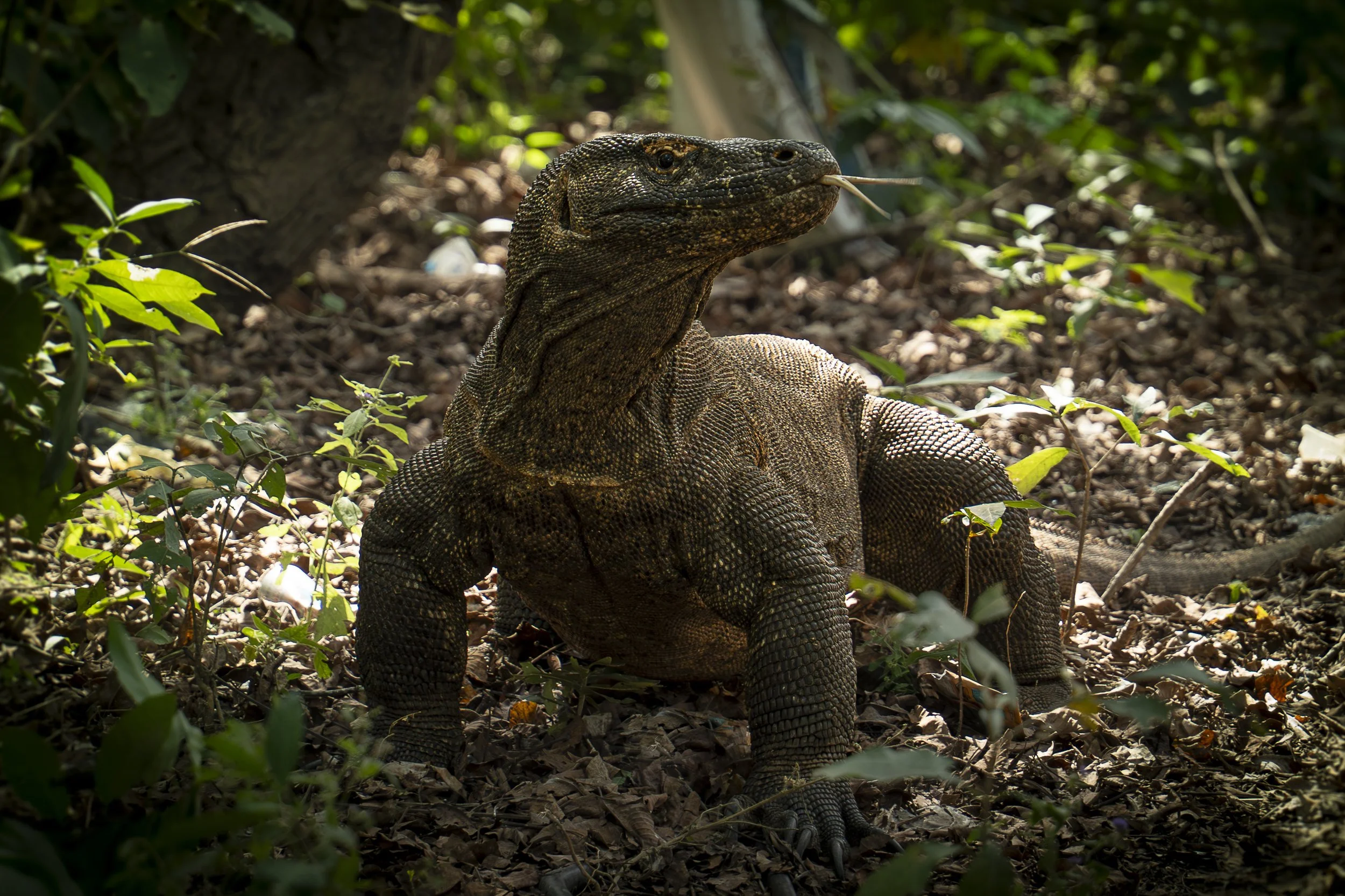 Komodo Portrait