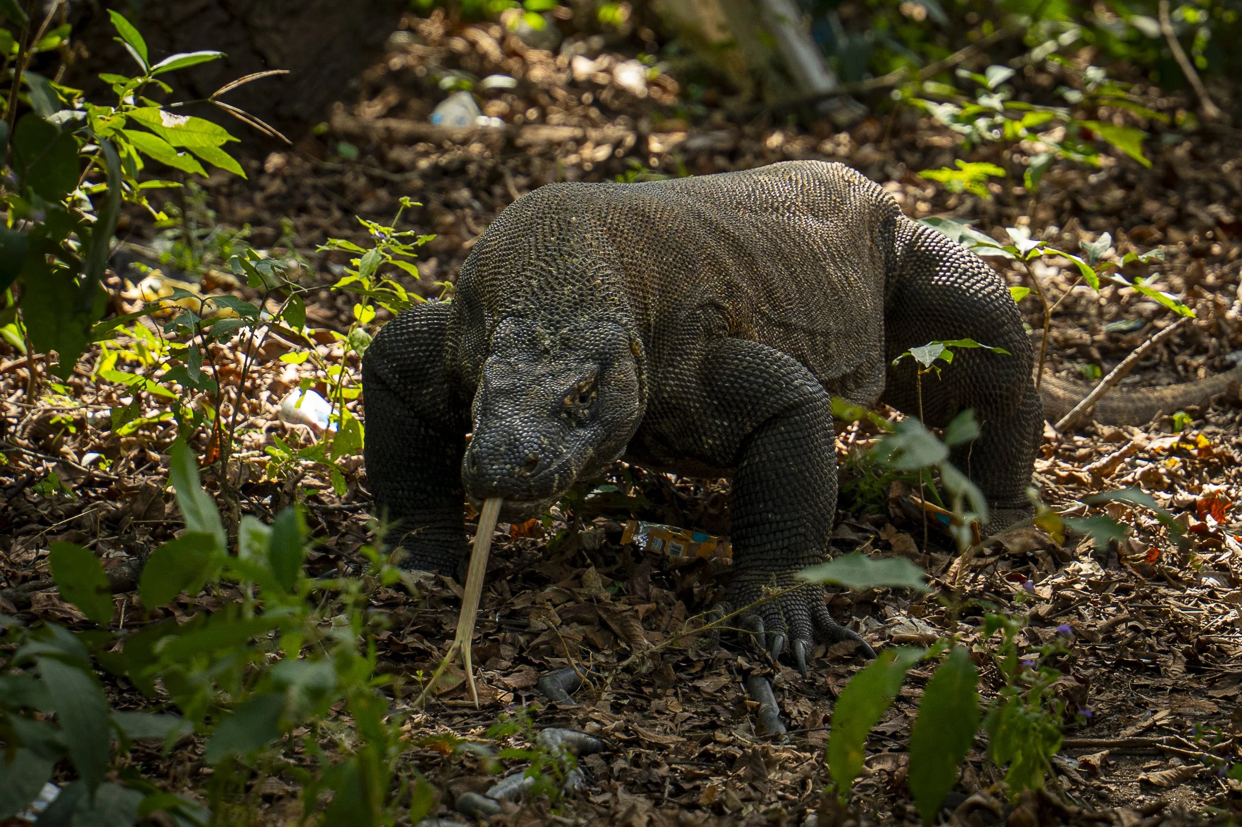 Prowling Komodo