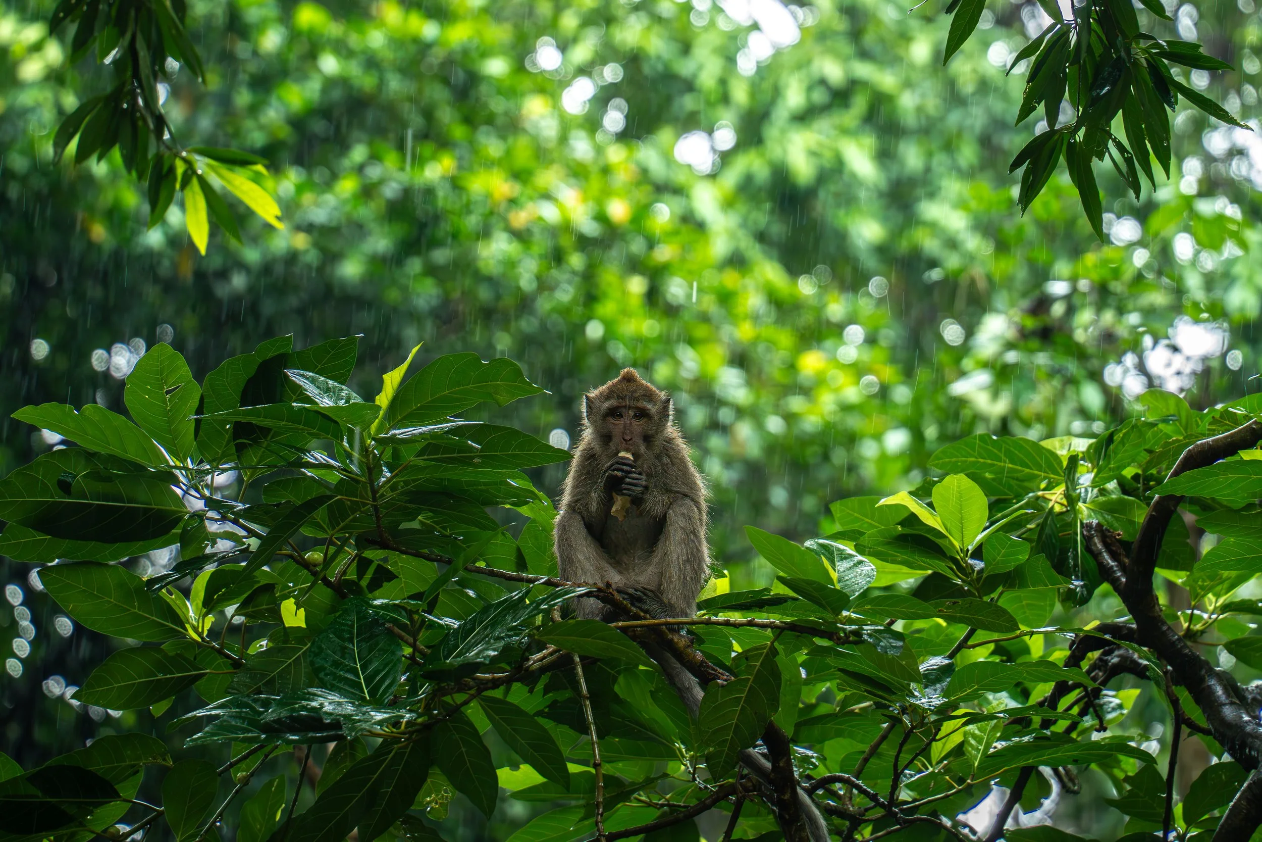 Rainy Day in Ubud