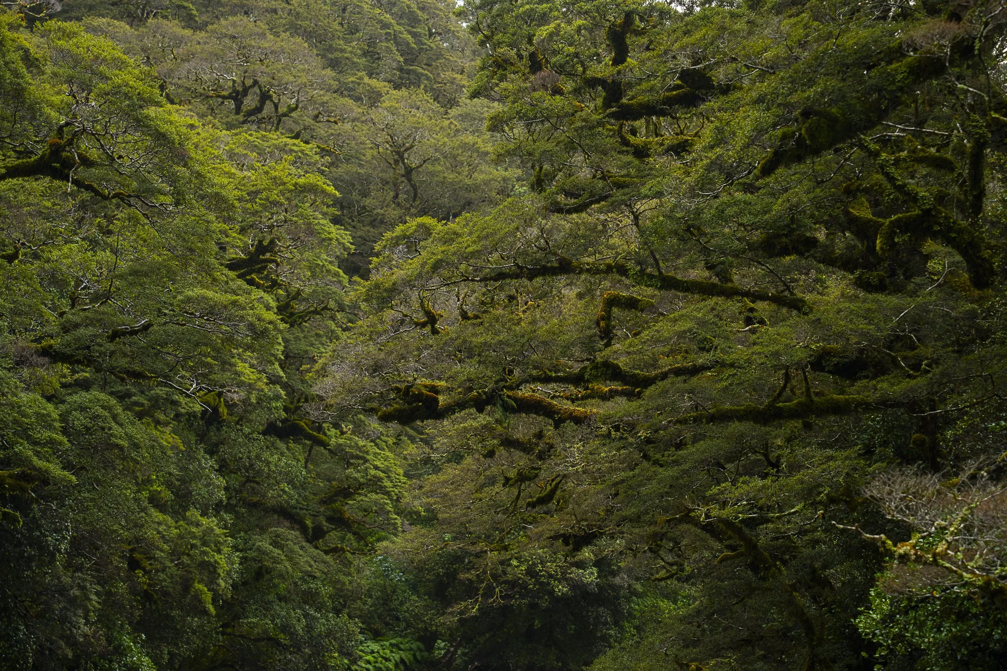 The Canopy, NZ