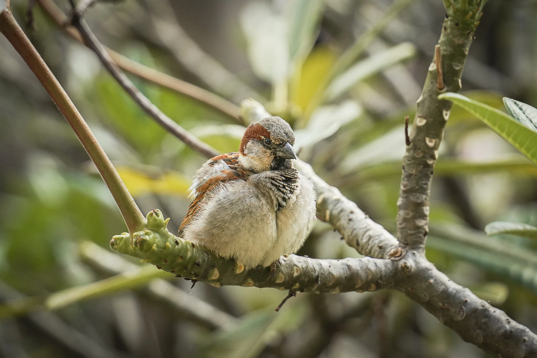 The House Sparrow