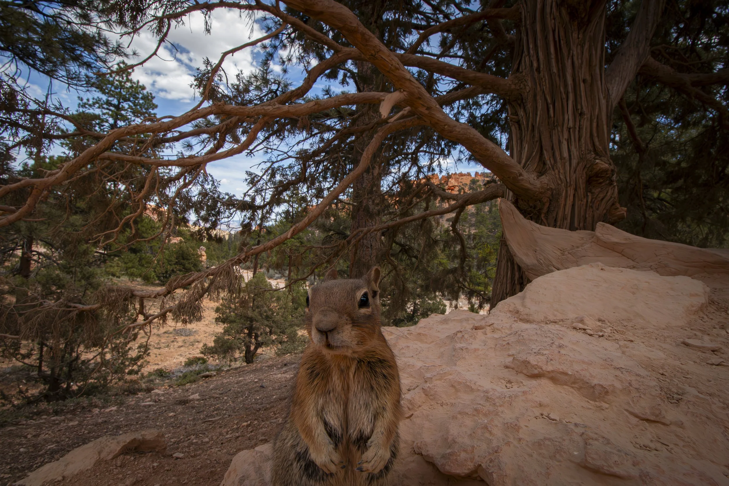 Domesticated Chipmunk