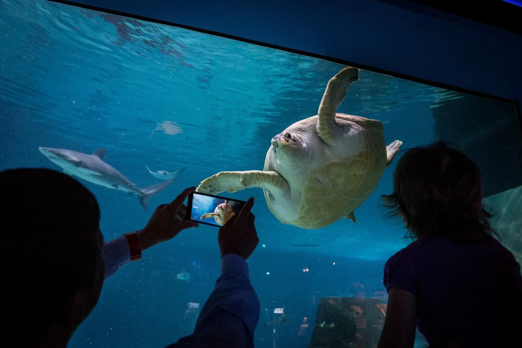 A sea turtle swims by at the Adventure Aquarium in Camden, New Jersey.