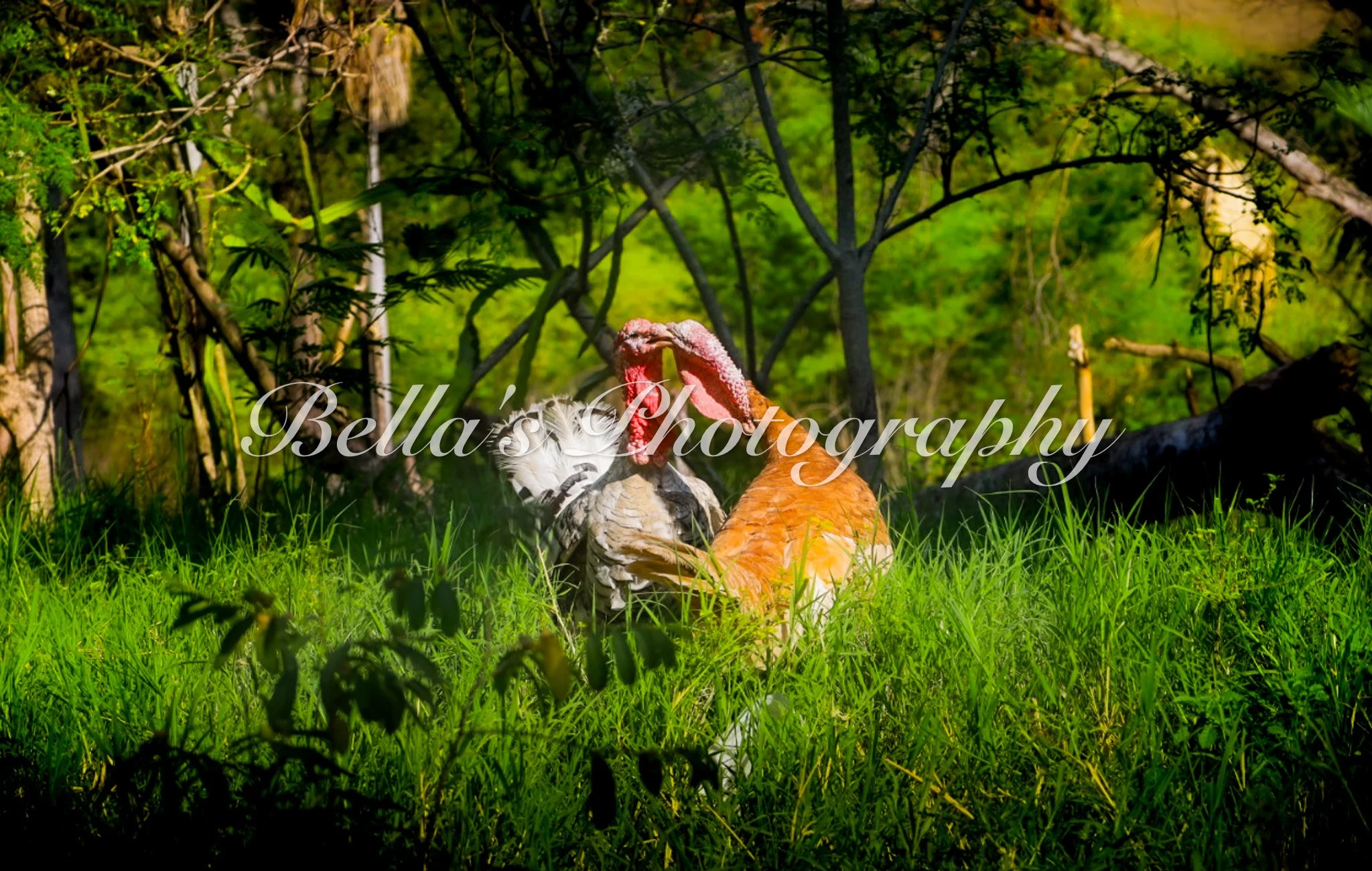 bella phtotography-82.jpg