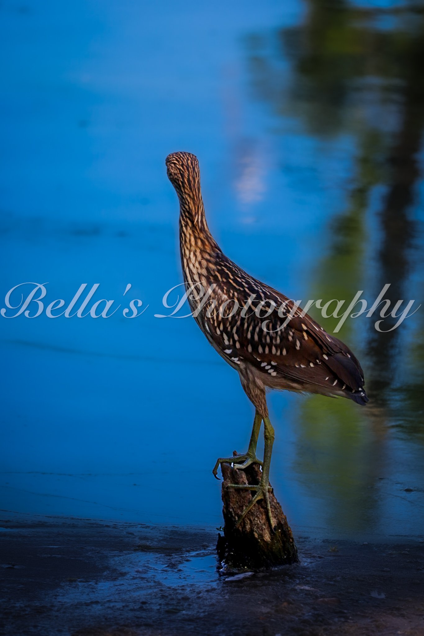 bella phtotography-76.jpg