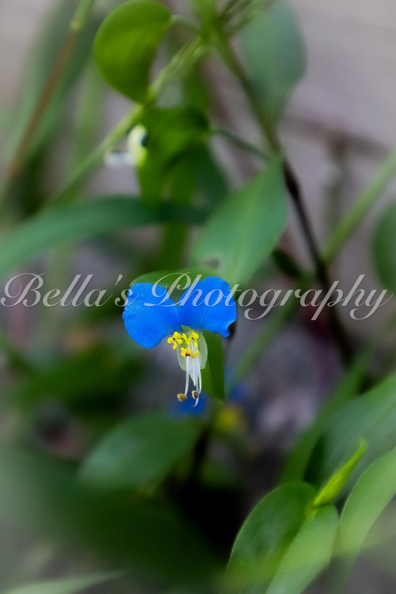 bella phtotography-112.jpg