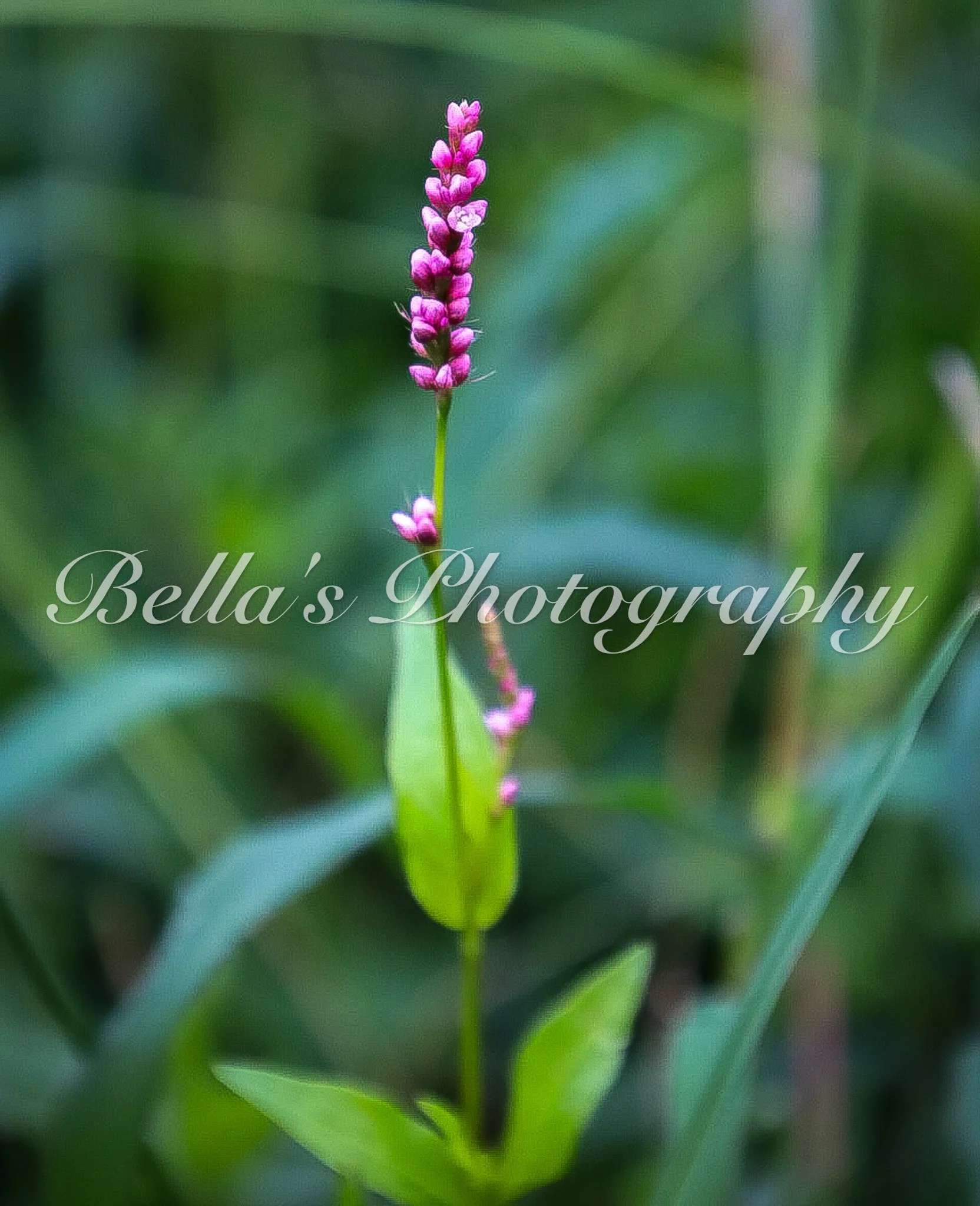 bella phtotography-115.jpg