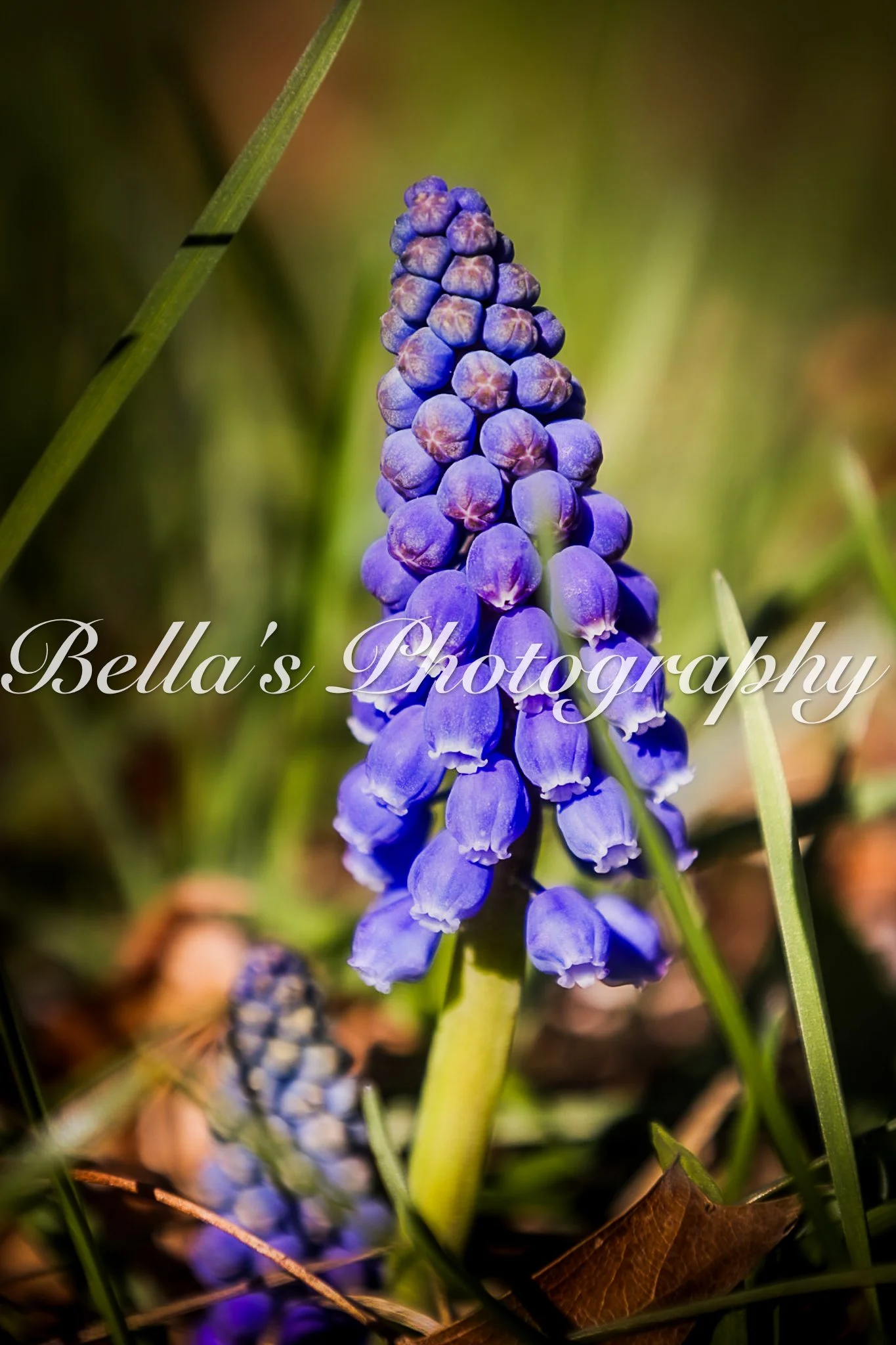 bella phtotography-66.jpg