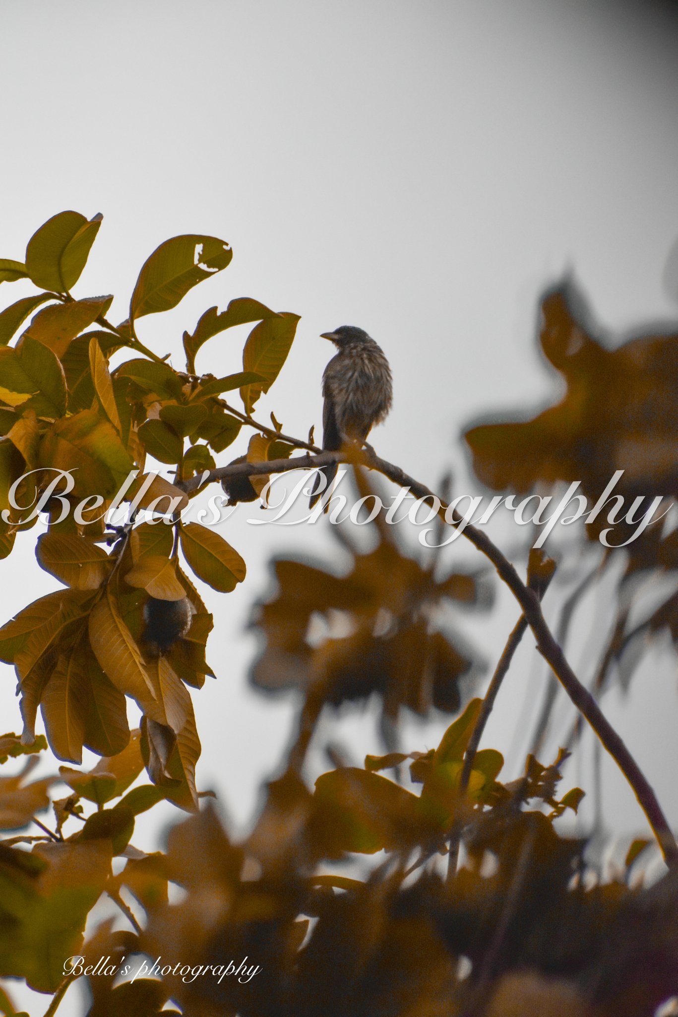 bella phtotography-121.jpg