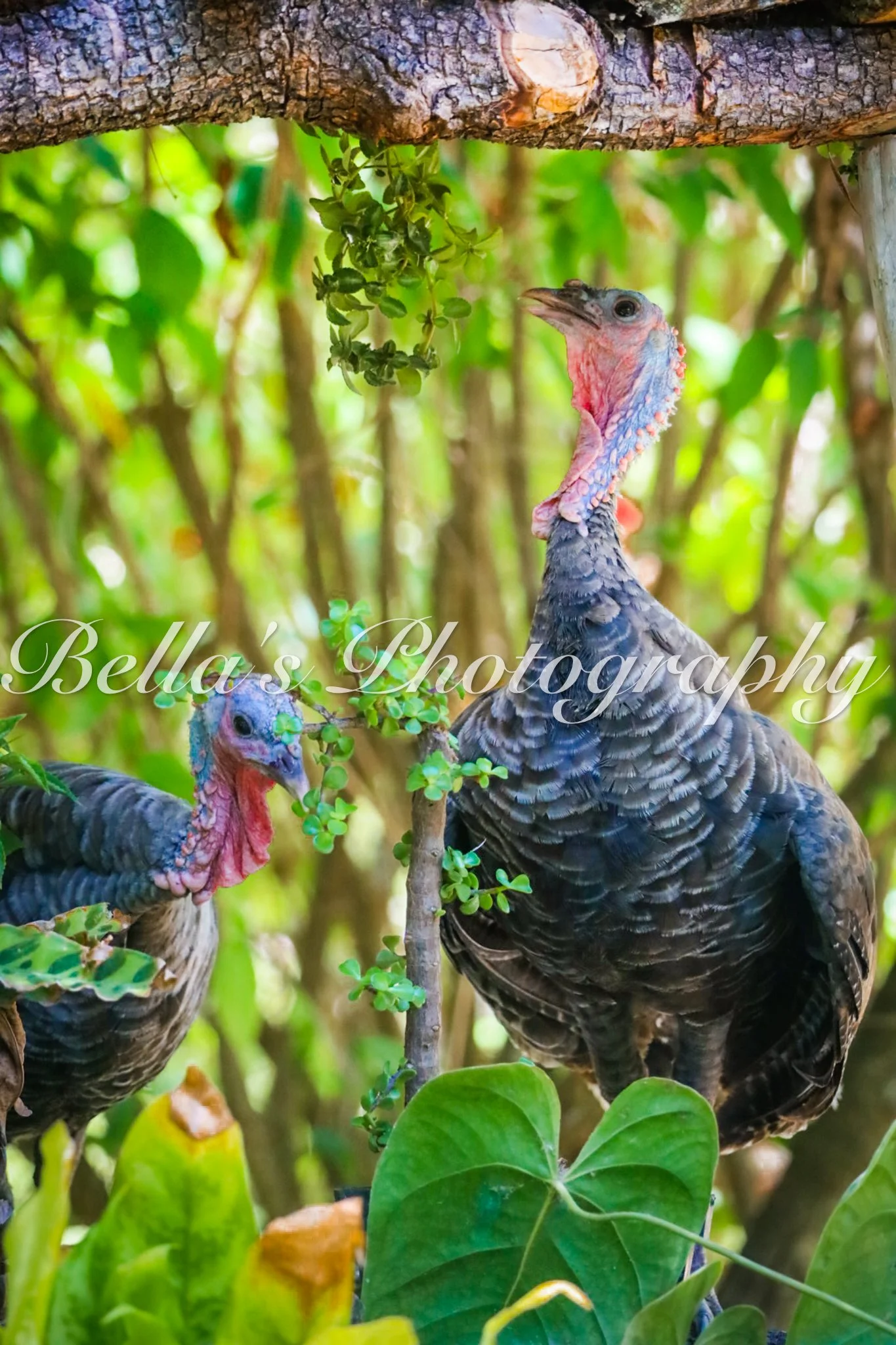 bella phtotography-93.jpg