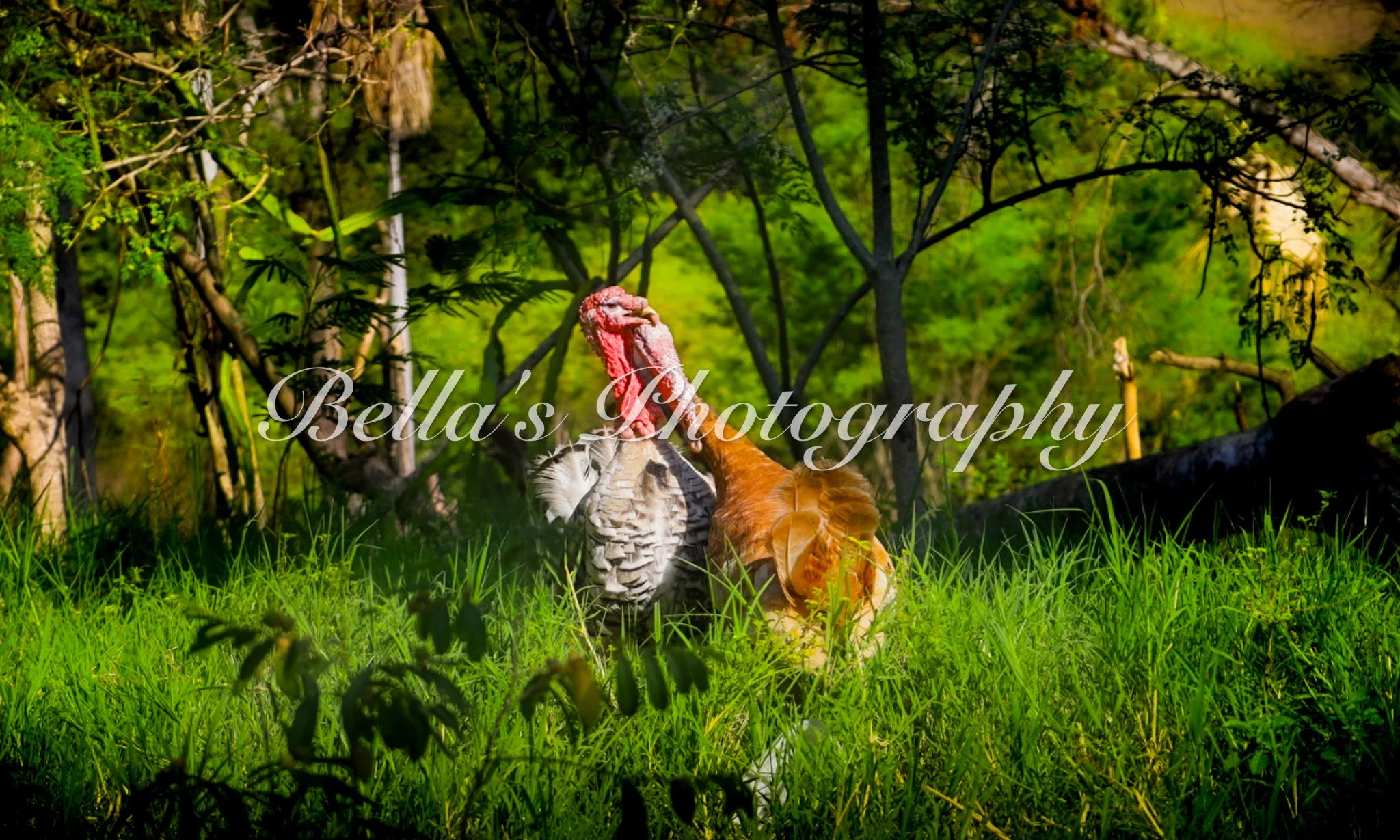 bella phtotography-83.jpg