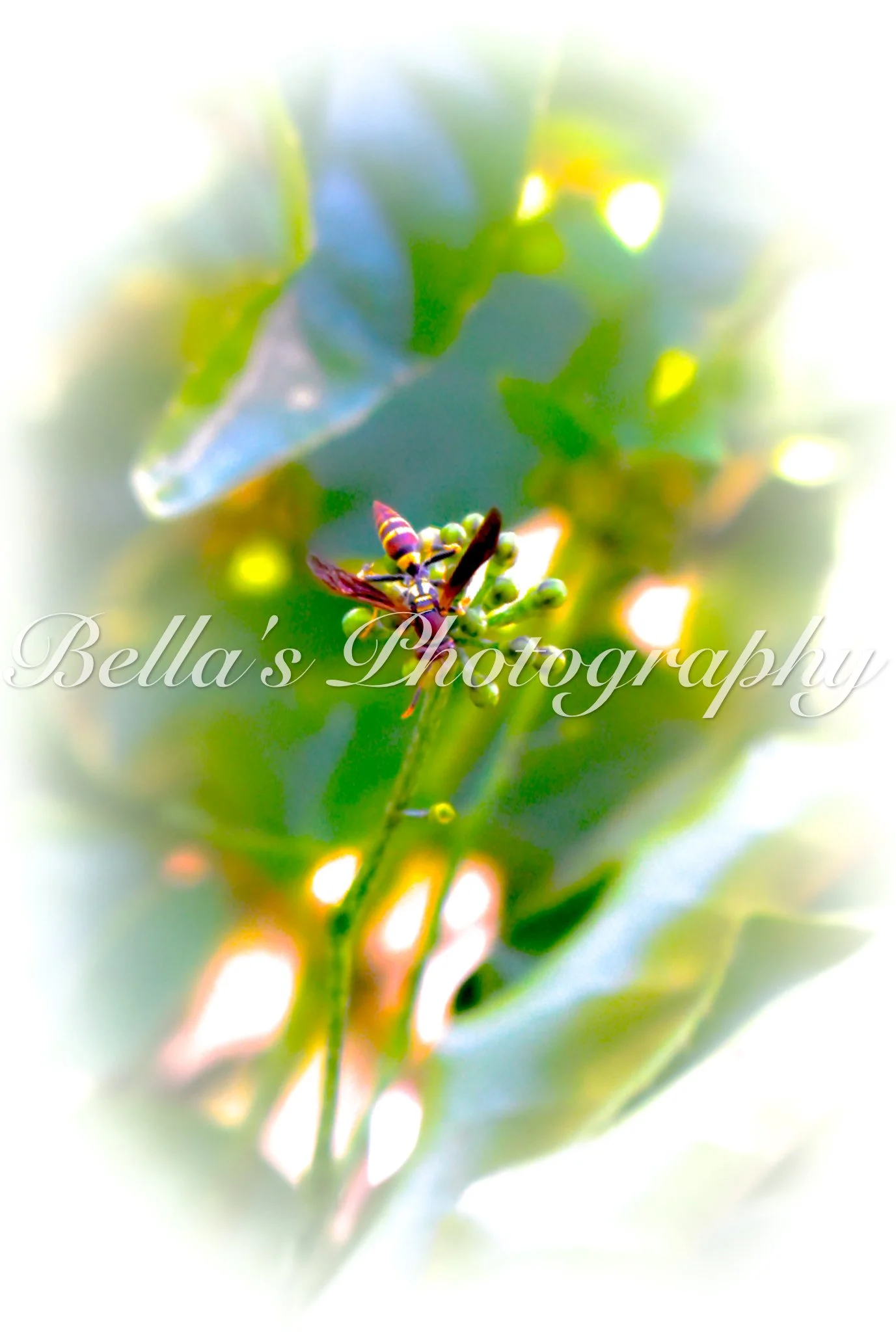 bella phtotography-126.jpg