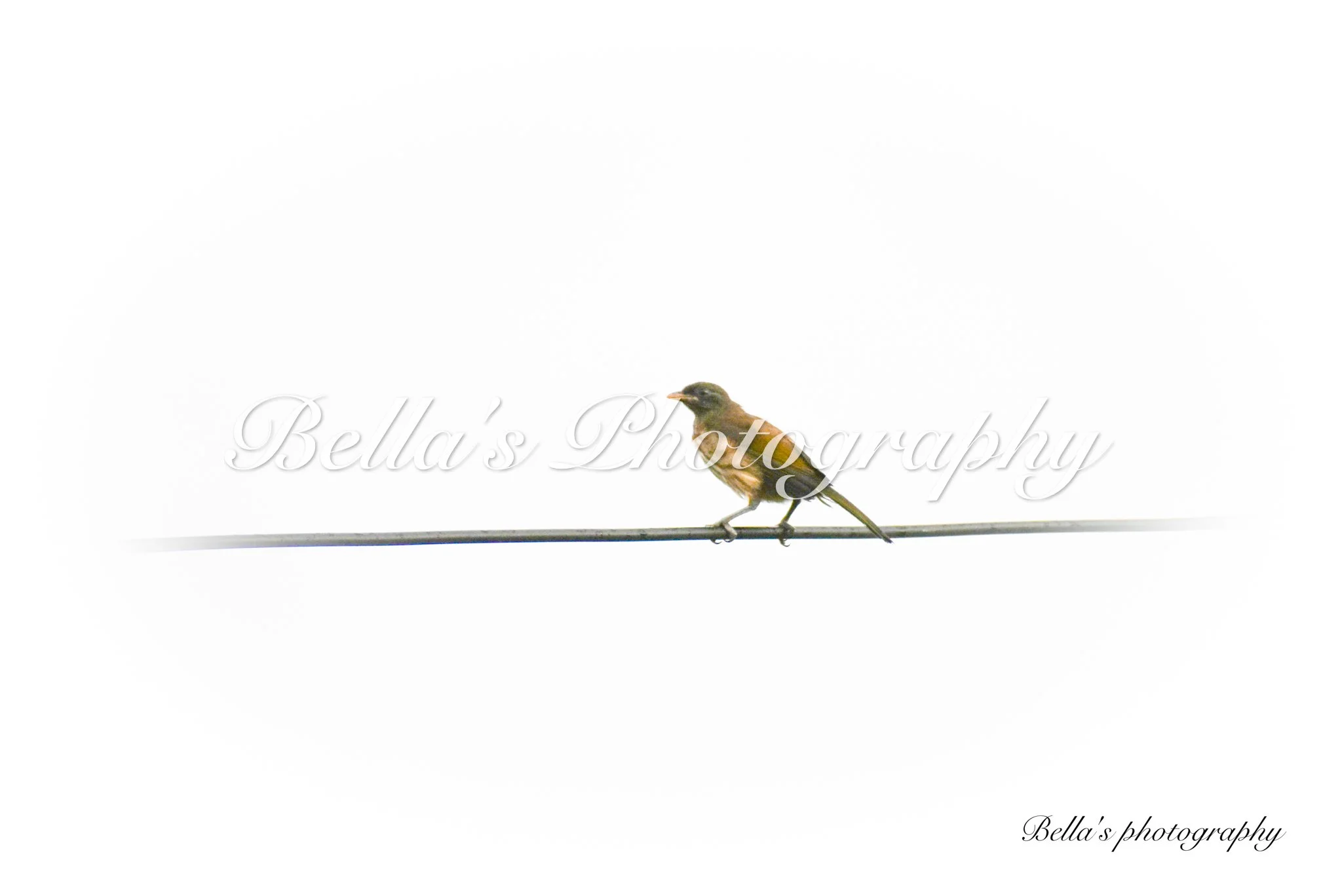 bella phtotography-122.jpg