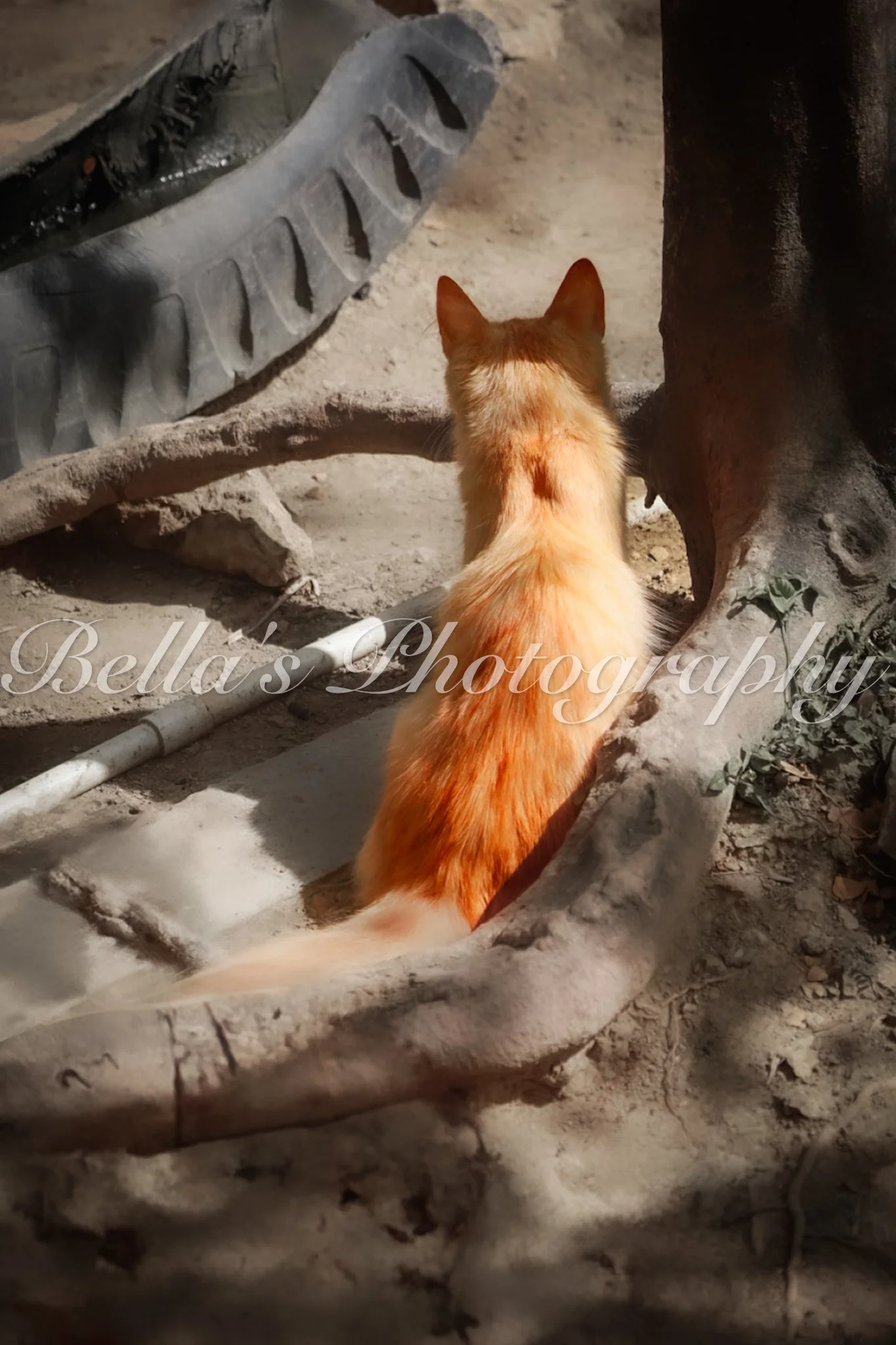 bella phtotography-88.jpg