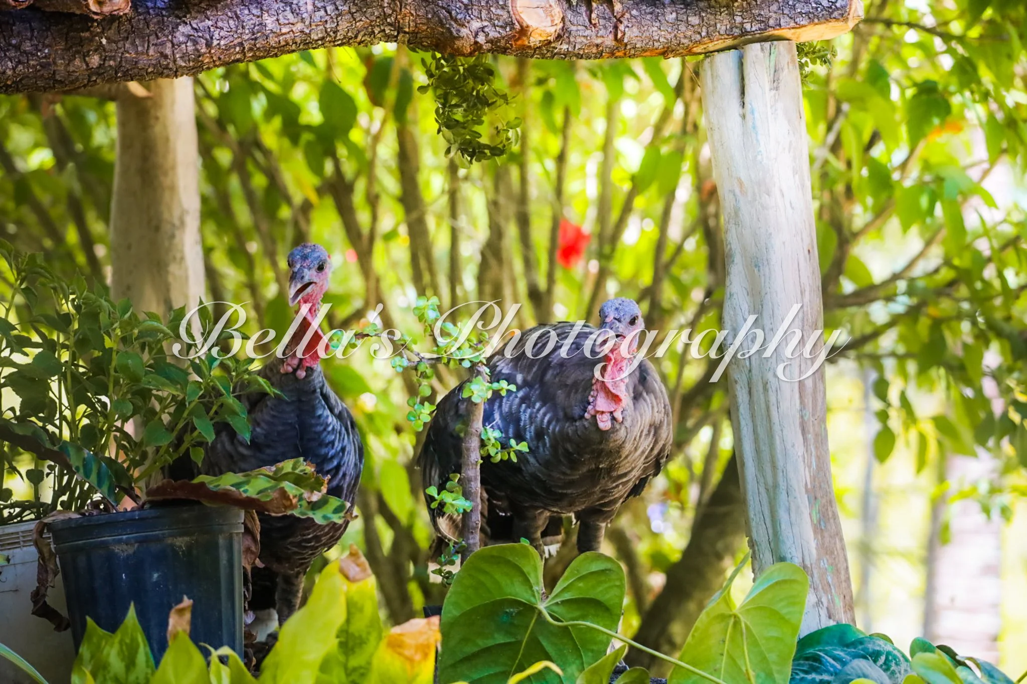 bella phtotography-92.jpg