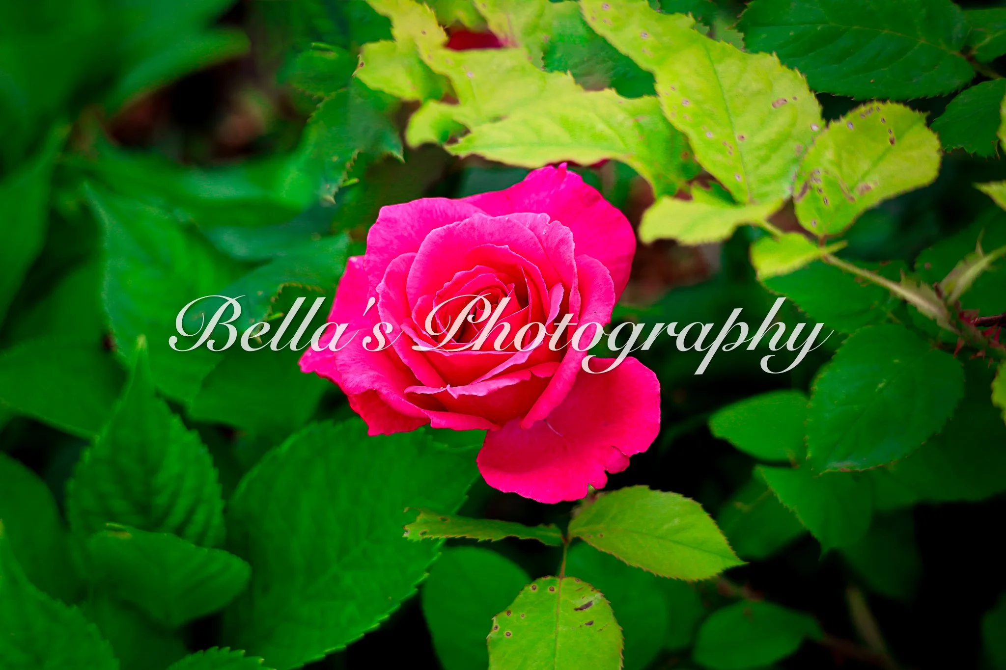 bella phtotography-67.jpg