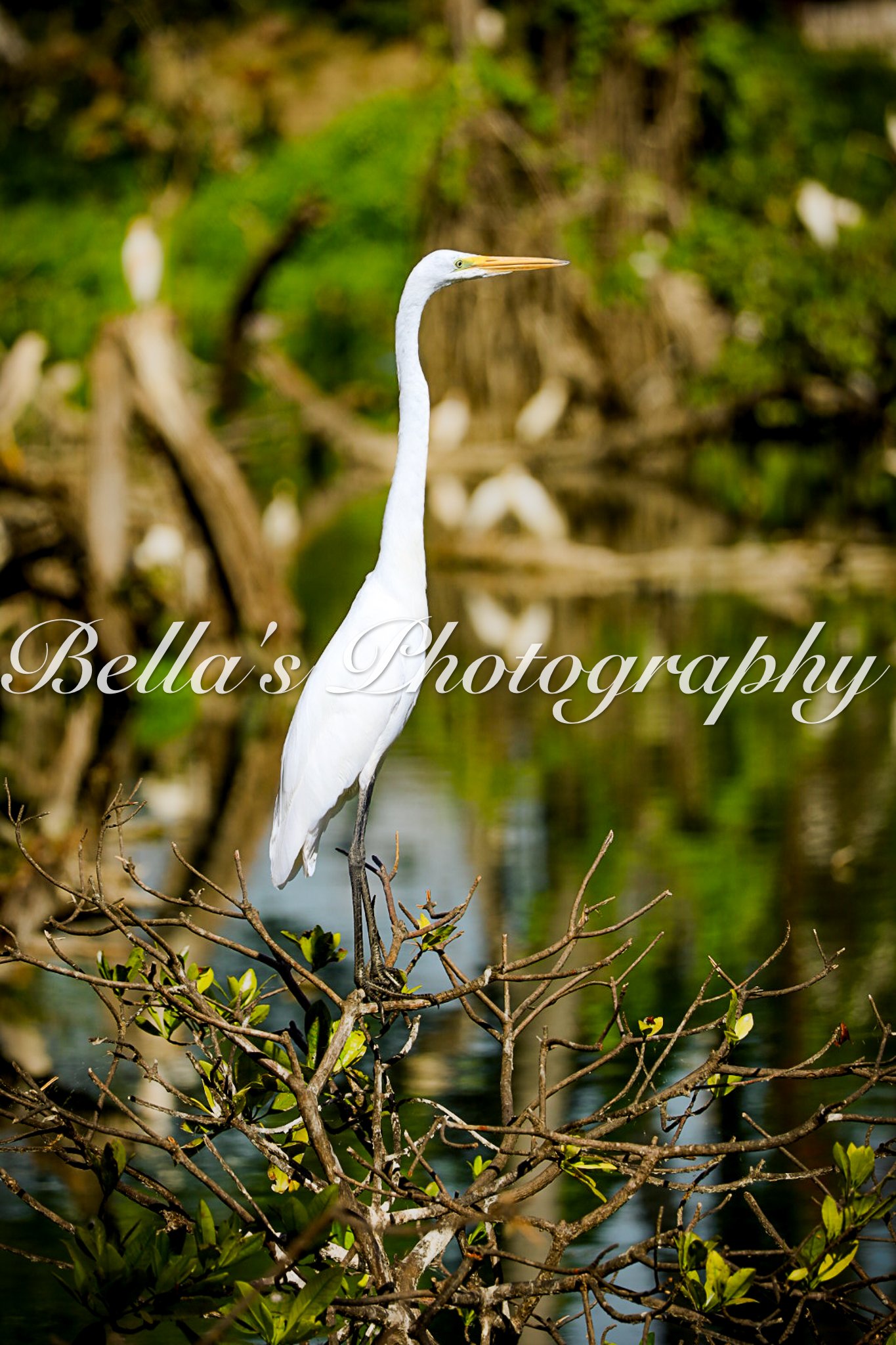 bella phtotography-70.jpg