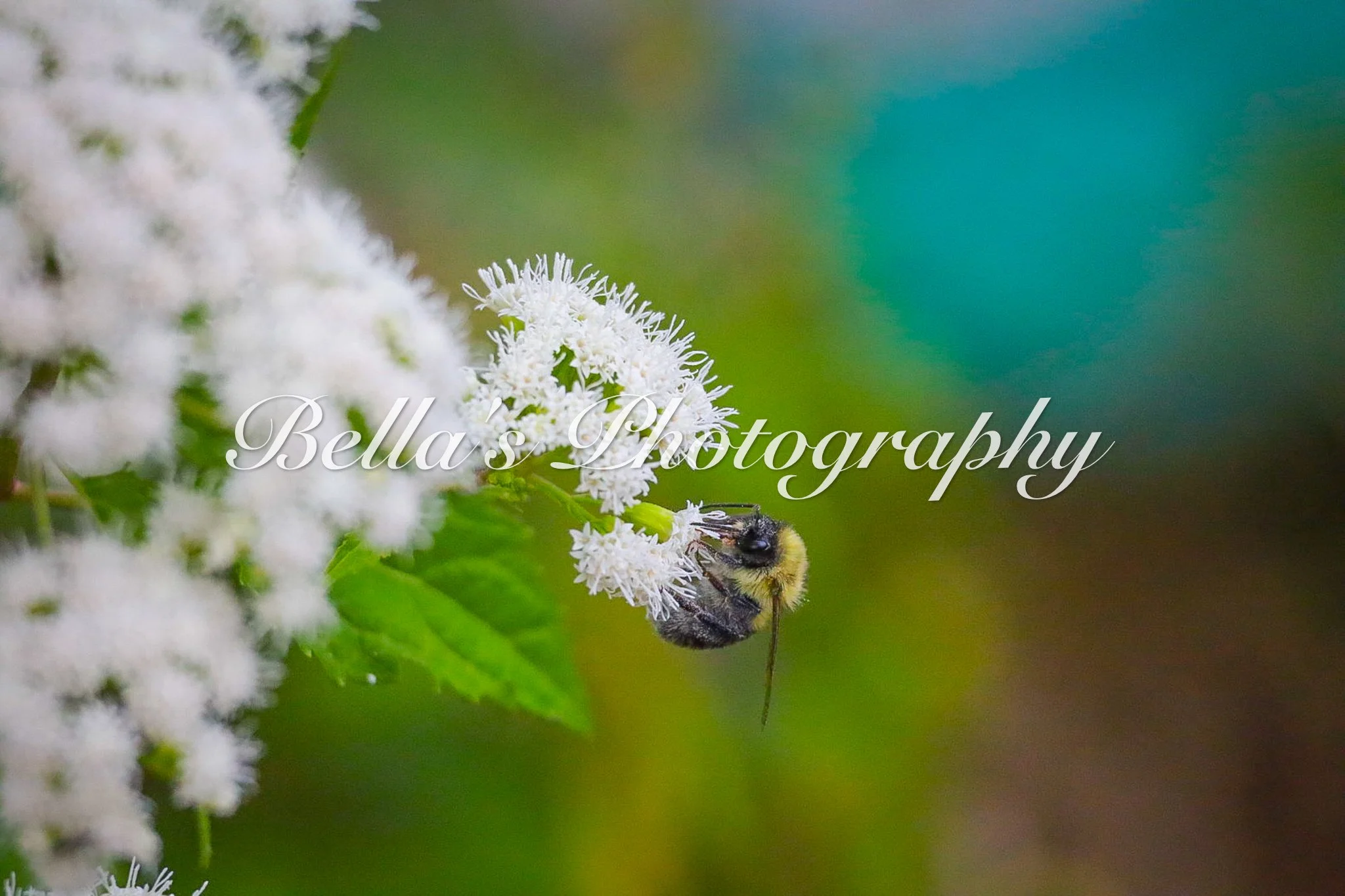 bella phtotography-106.jpg