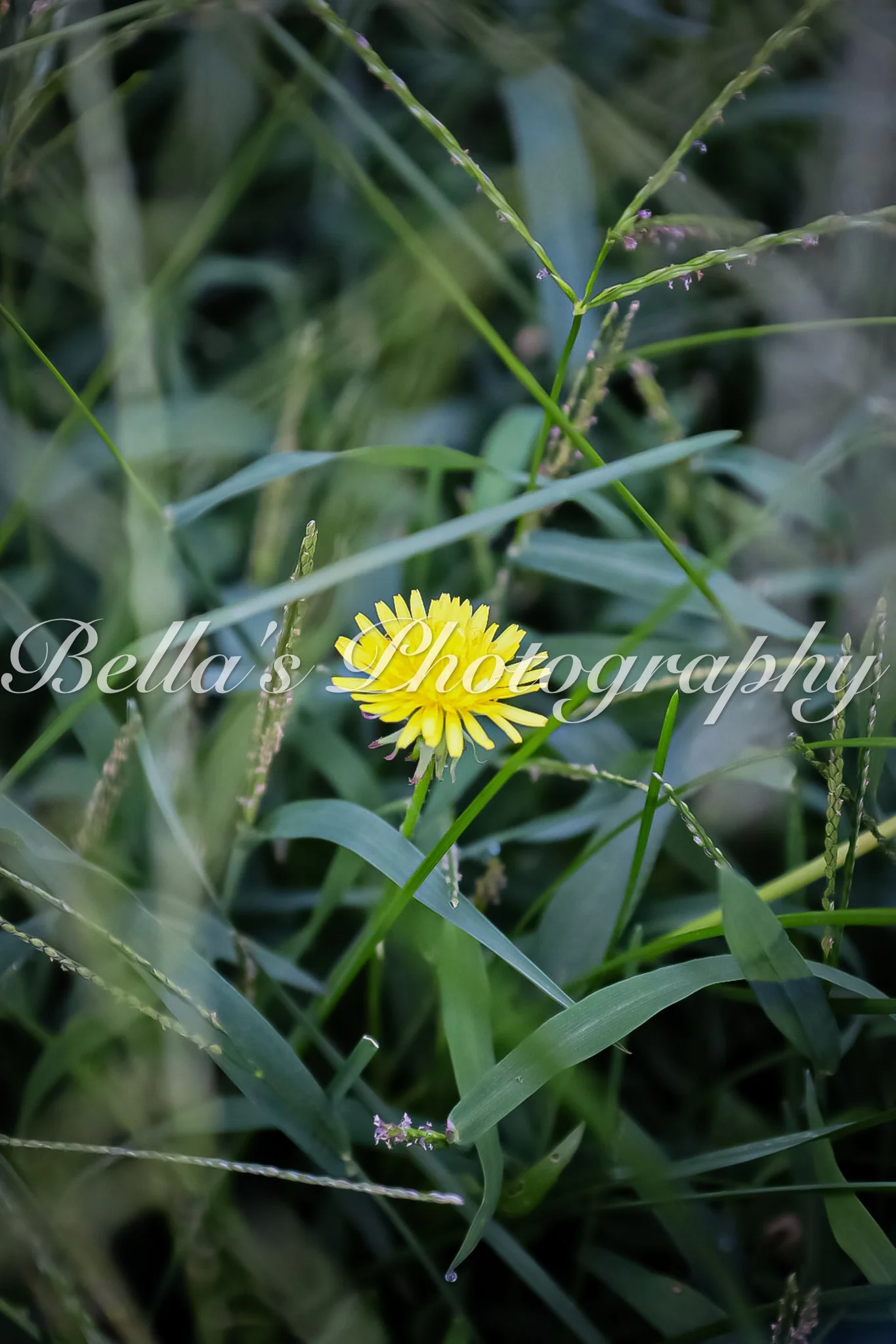 bella phtotography-113.jpg