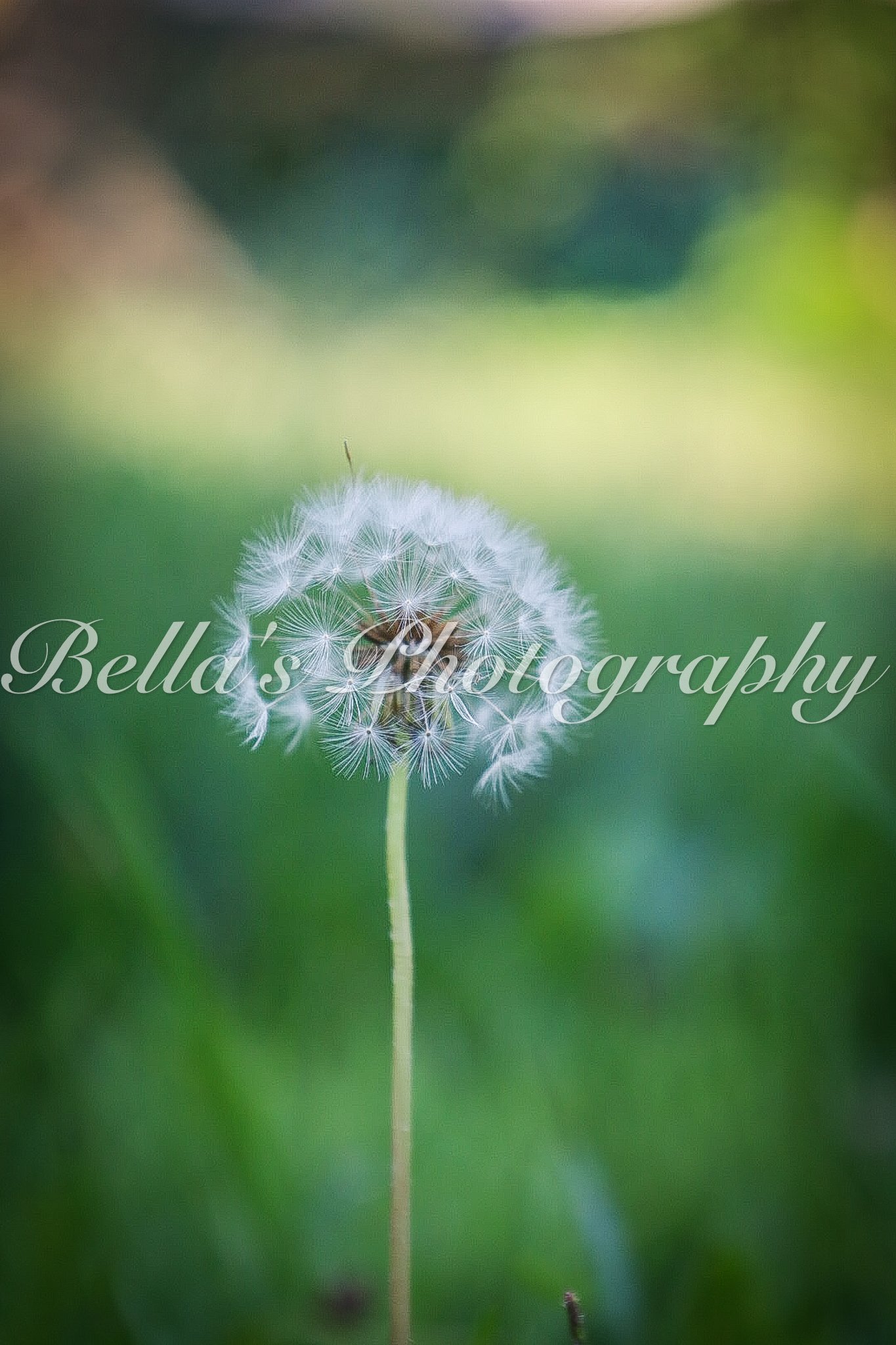 bella phtotography-114.jpg