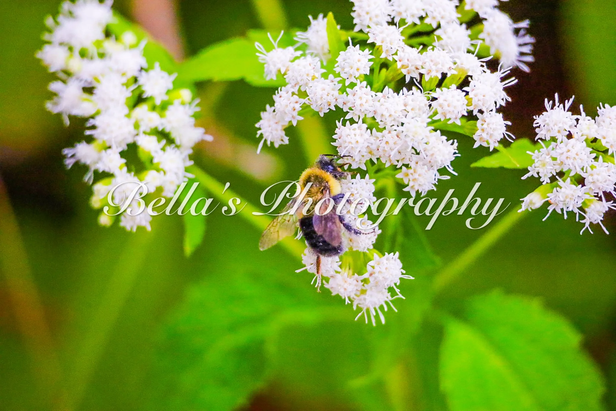 bella phtotography-105.jpg