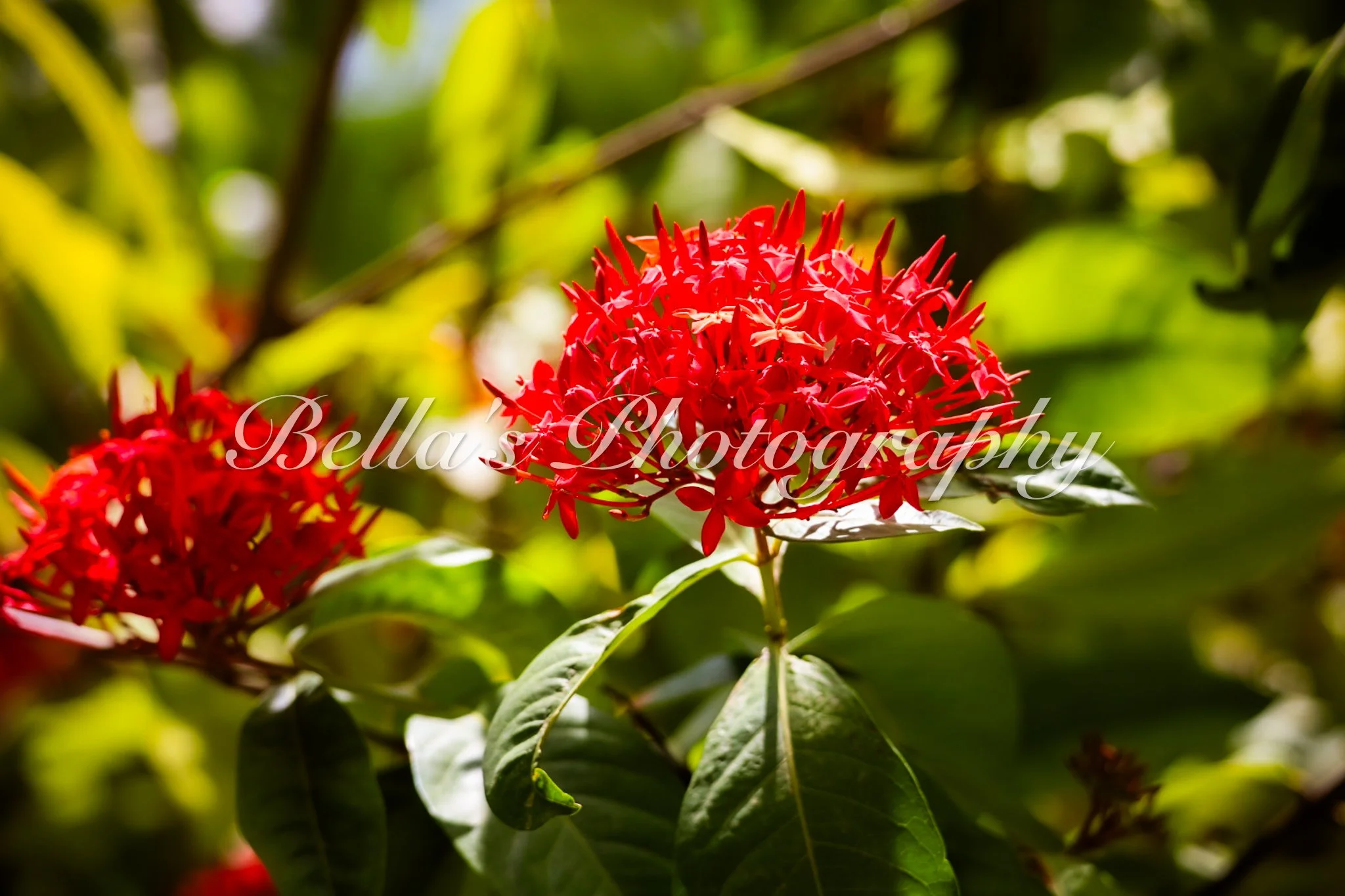 bella phtotography-97.jpg