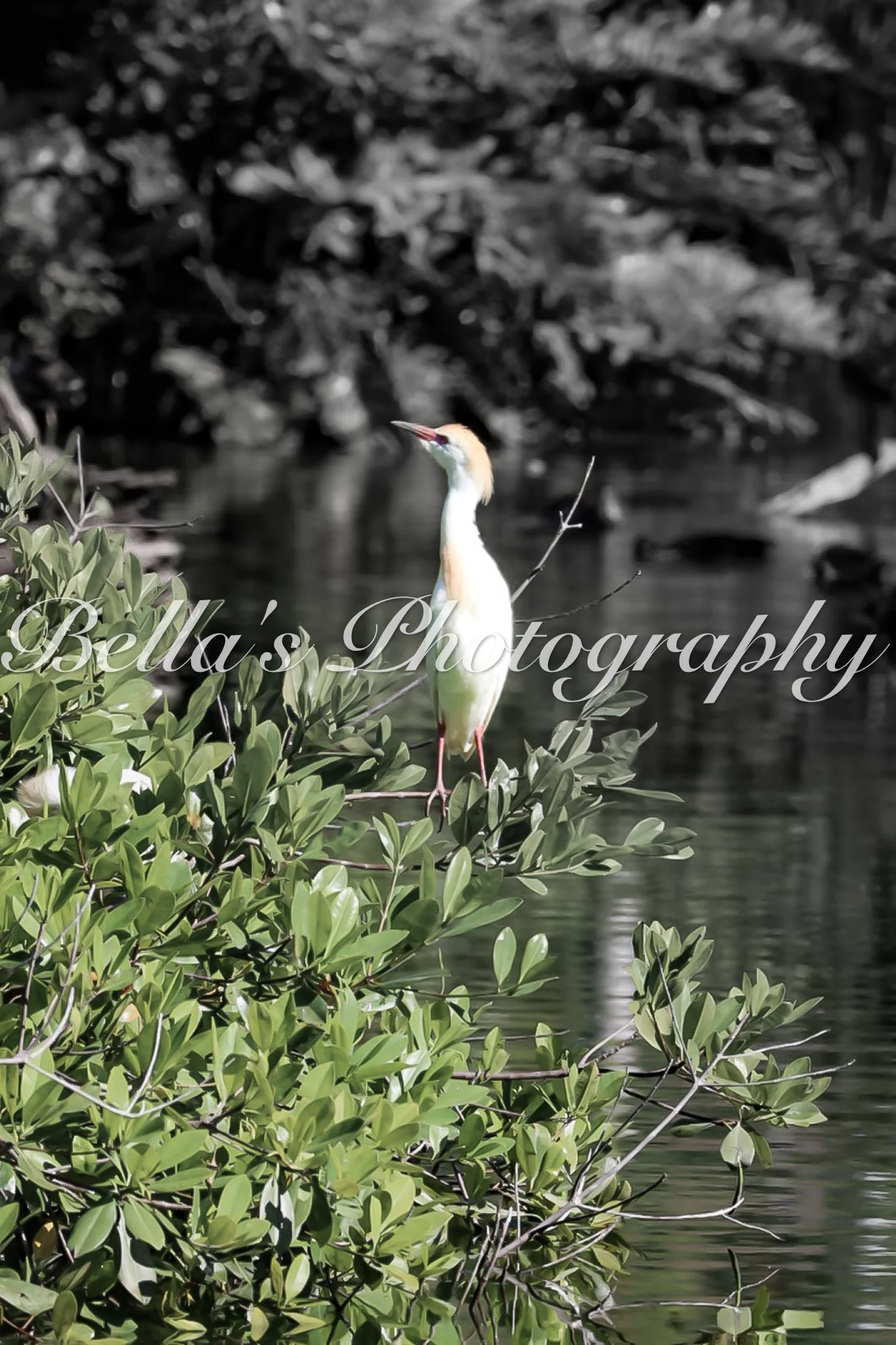 bella phtotography-80.jpg