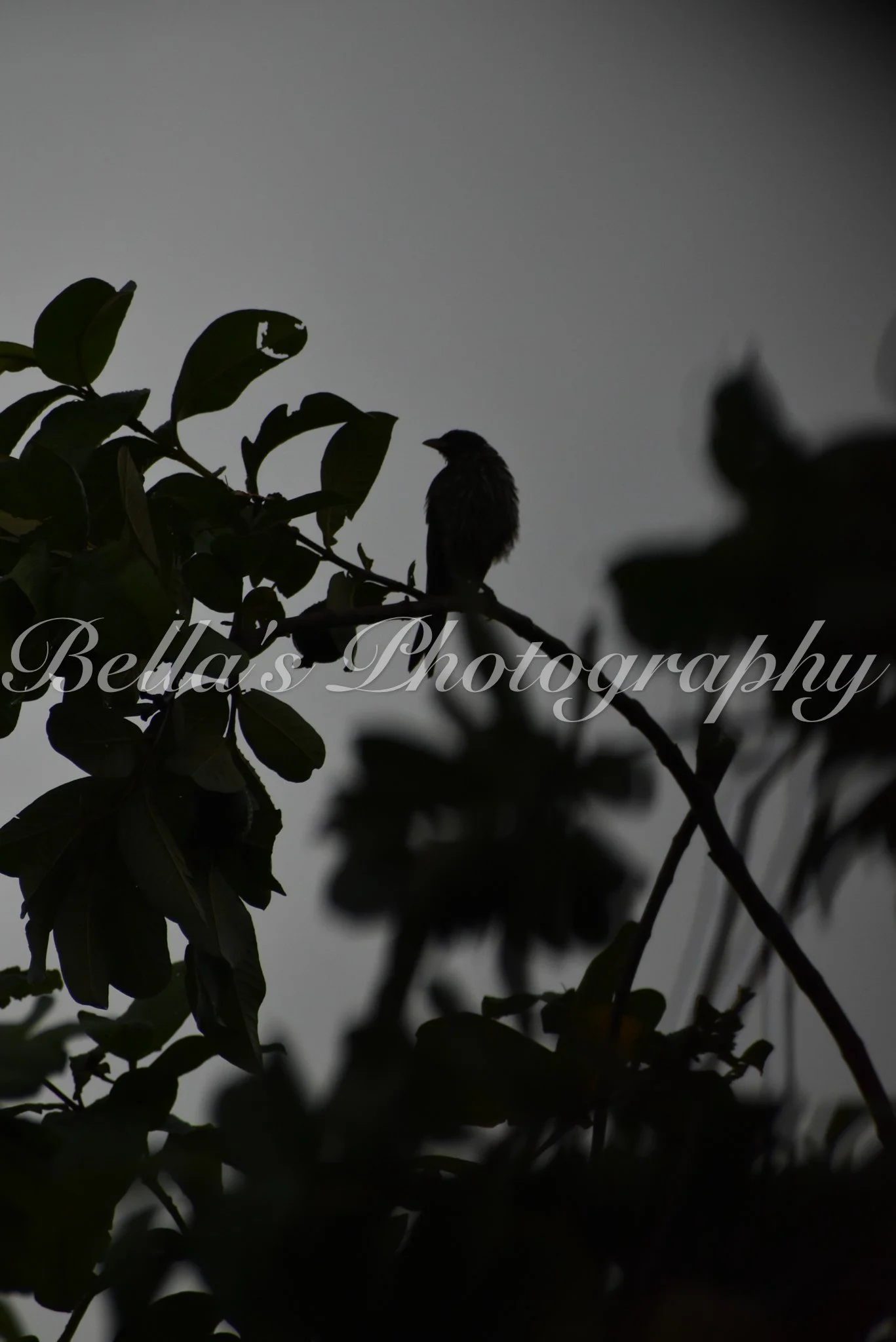 bella phtotography-116.jpg