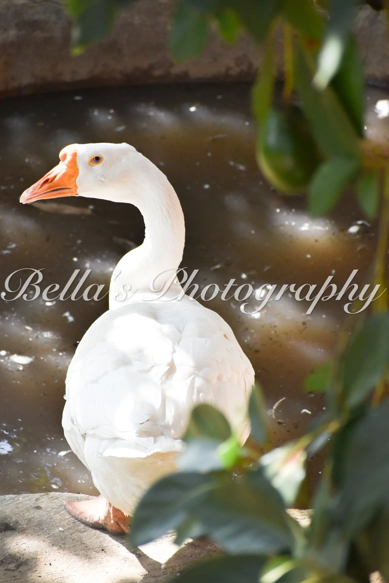 bella phtotography-123.jpg