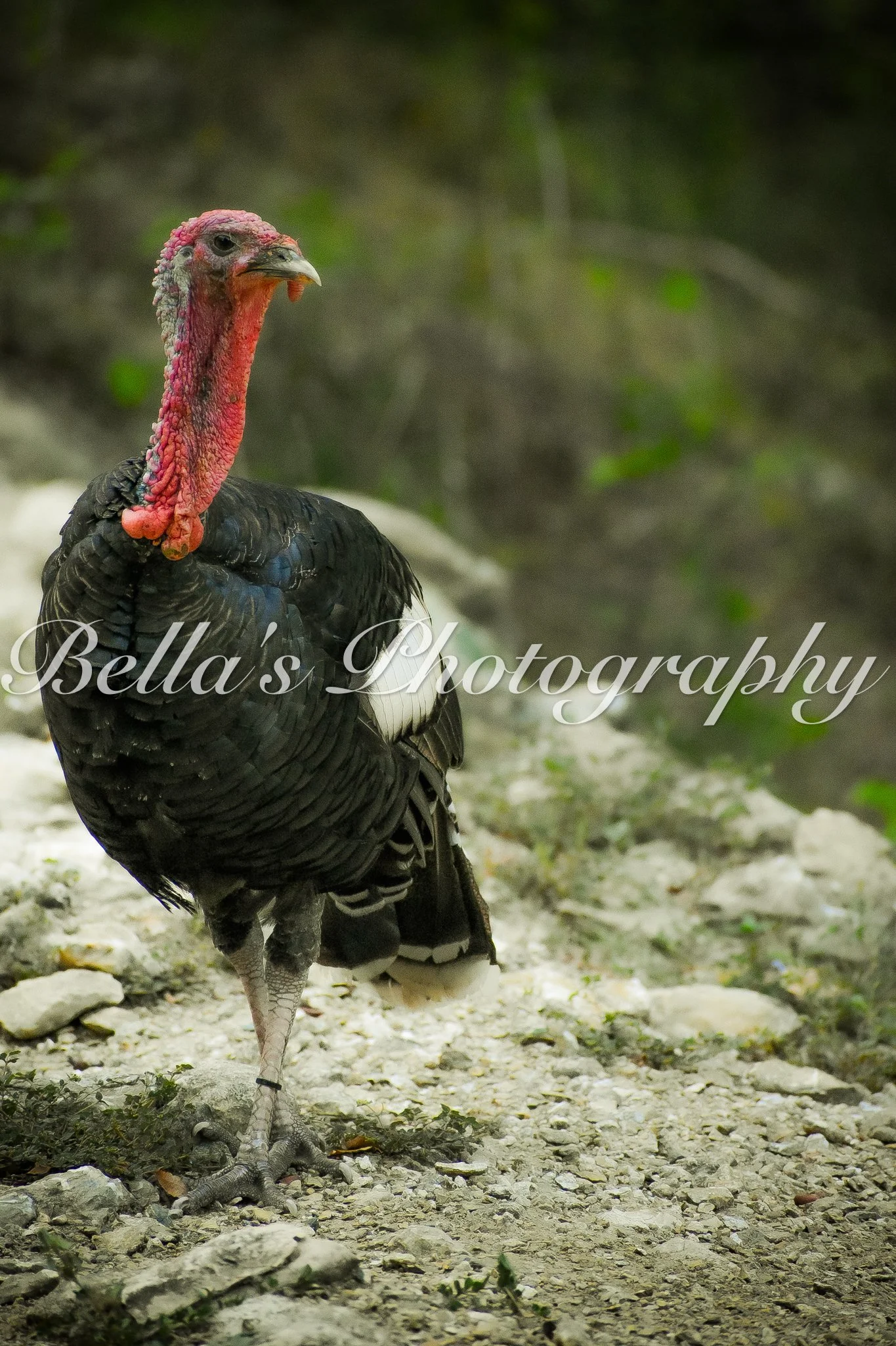 bella phtotography-124.jpg