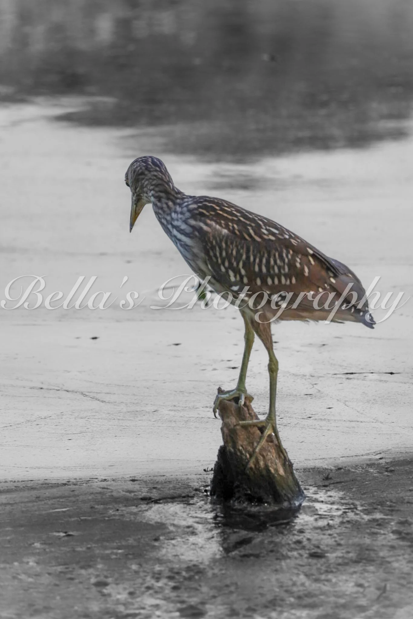 bella phtotography-78.jpg