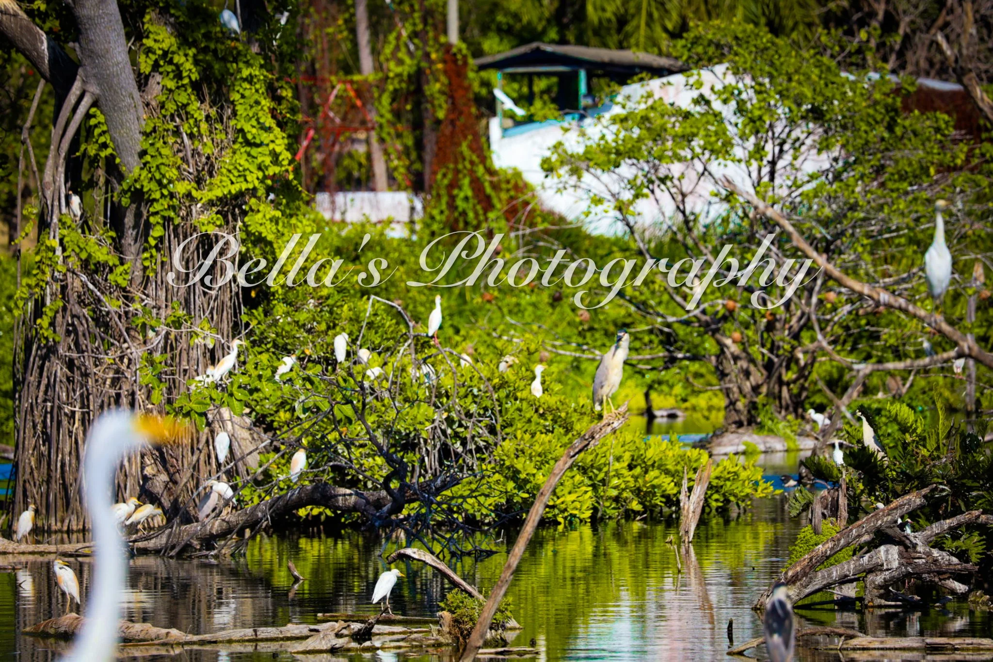 bella phtotography-74.jpg