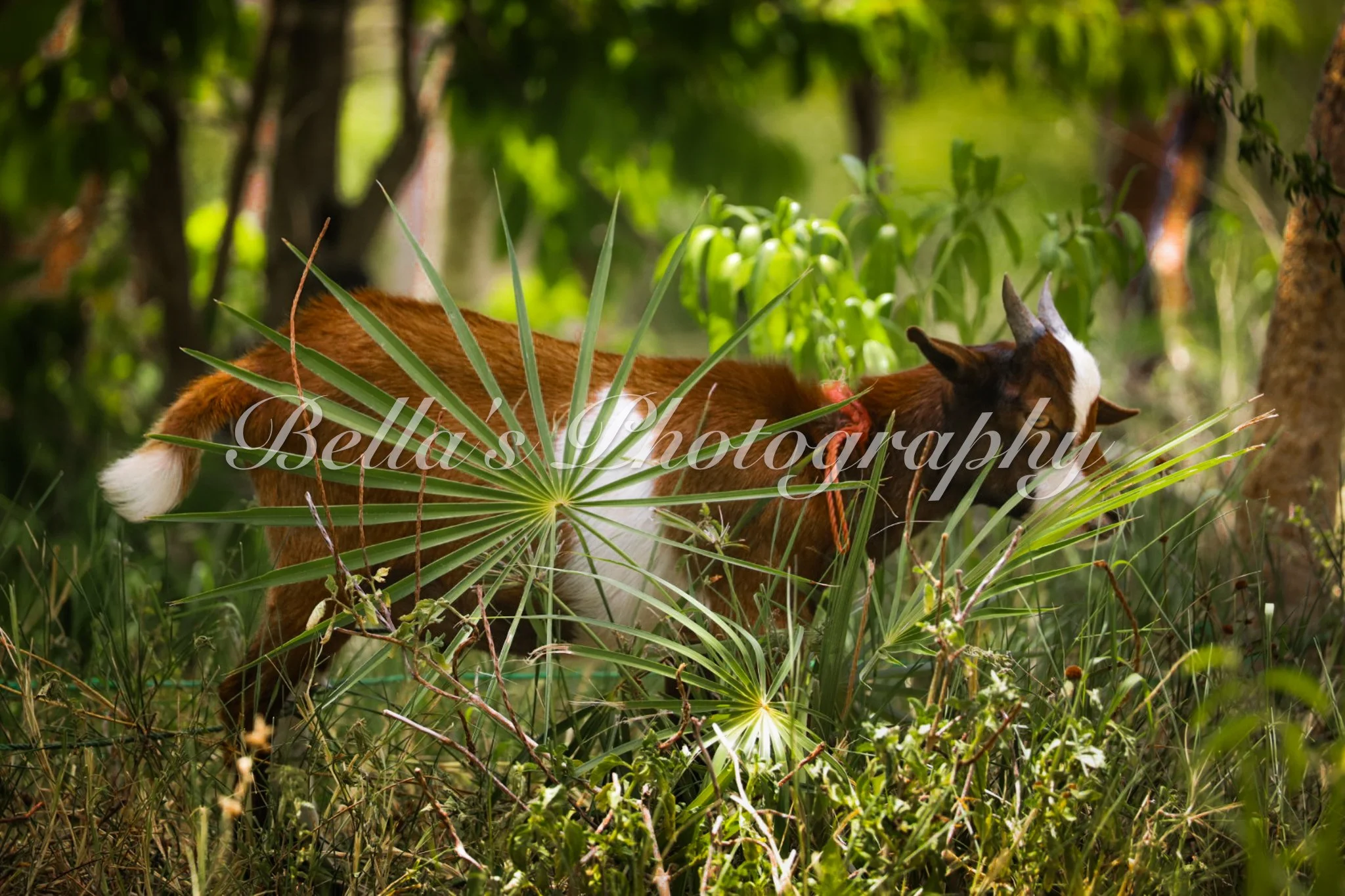 bella phtotography-96.jpg