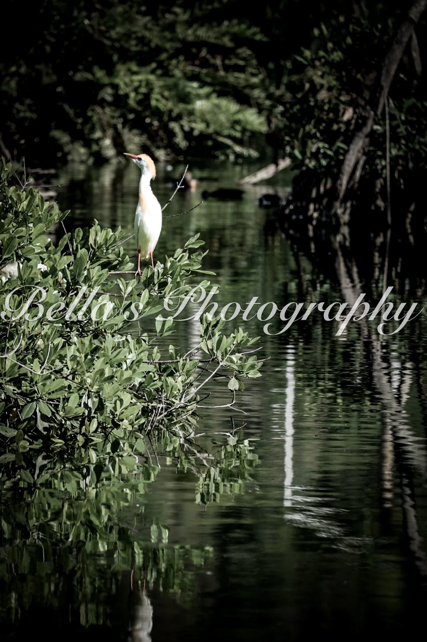 bella phtotography-79.jpg