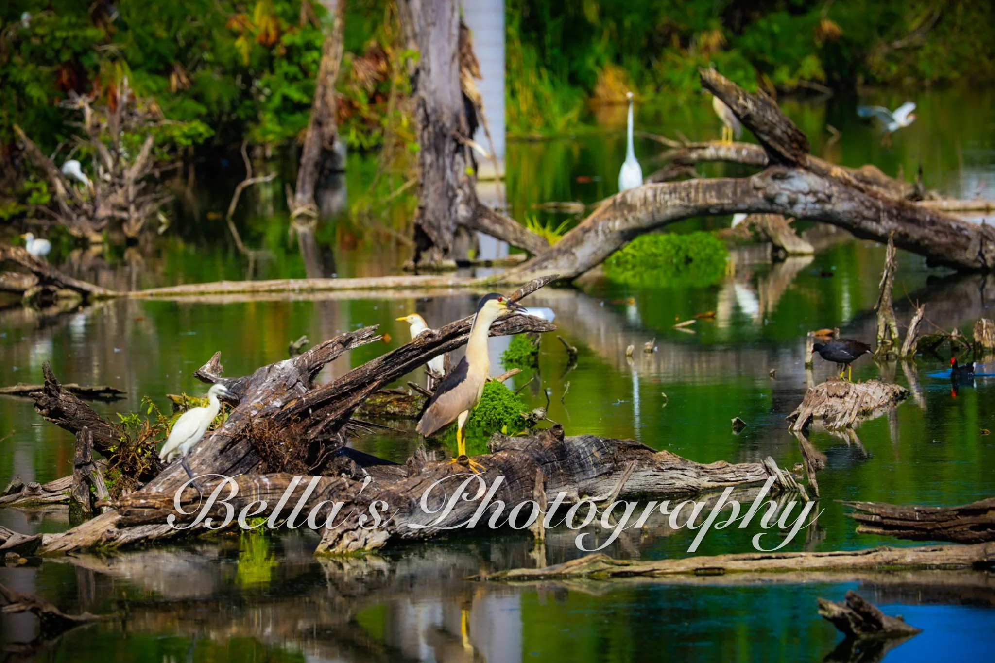 bella phtotography-72.jpg