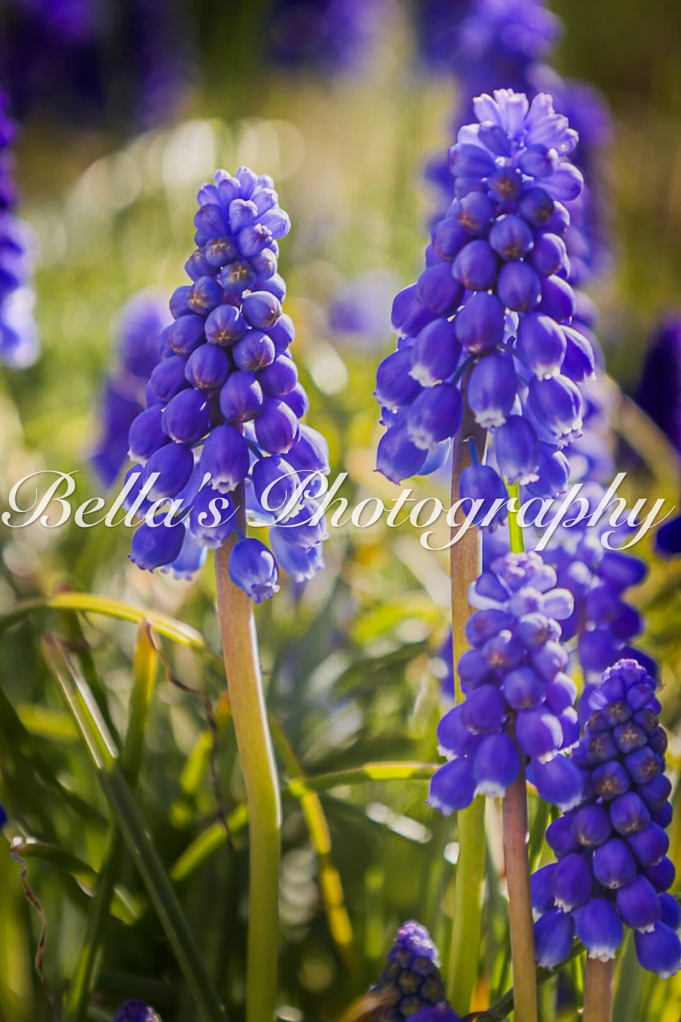 bella phtotography-65.jpg