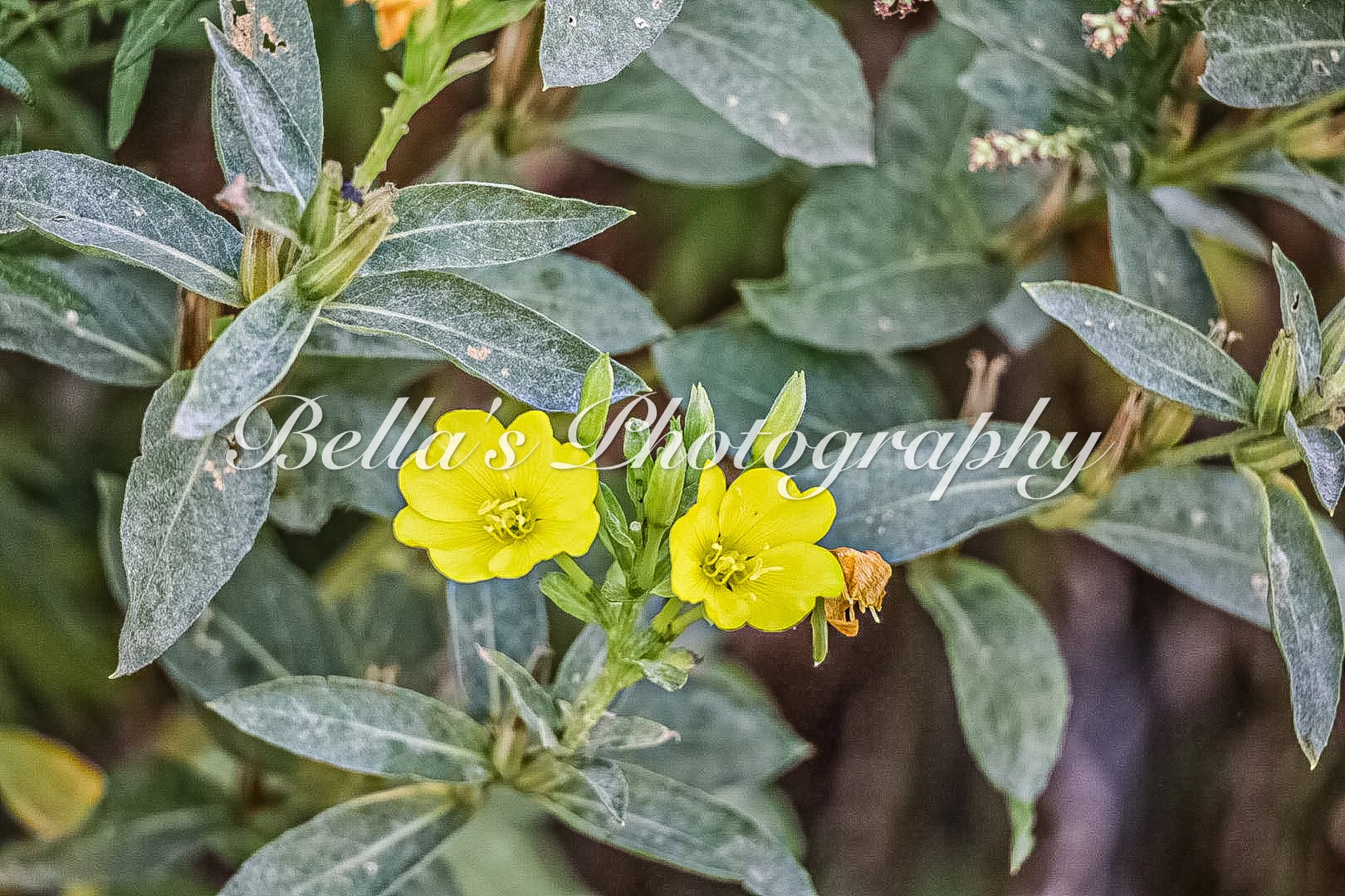 bella phtotography-111.jpg