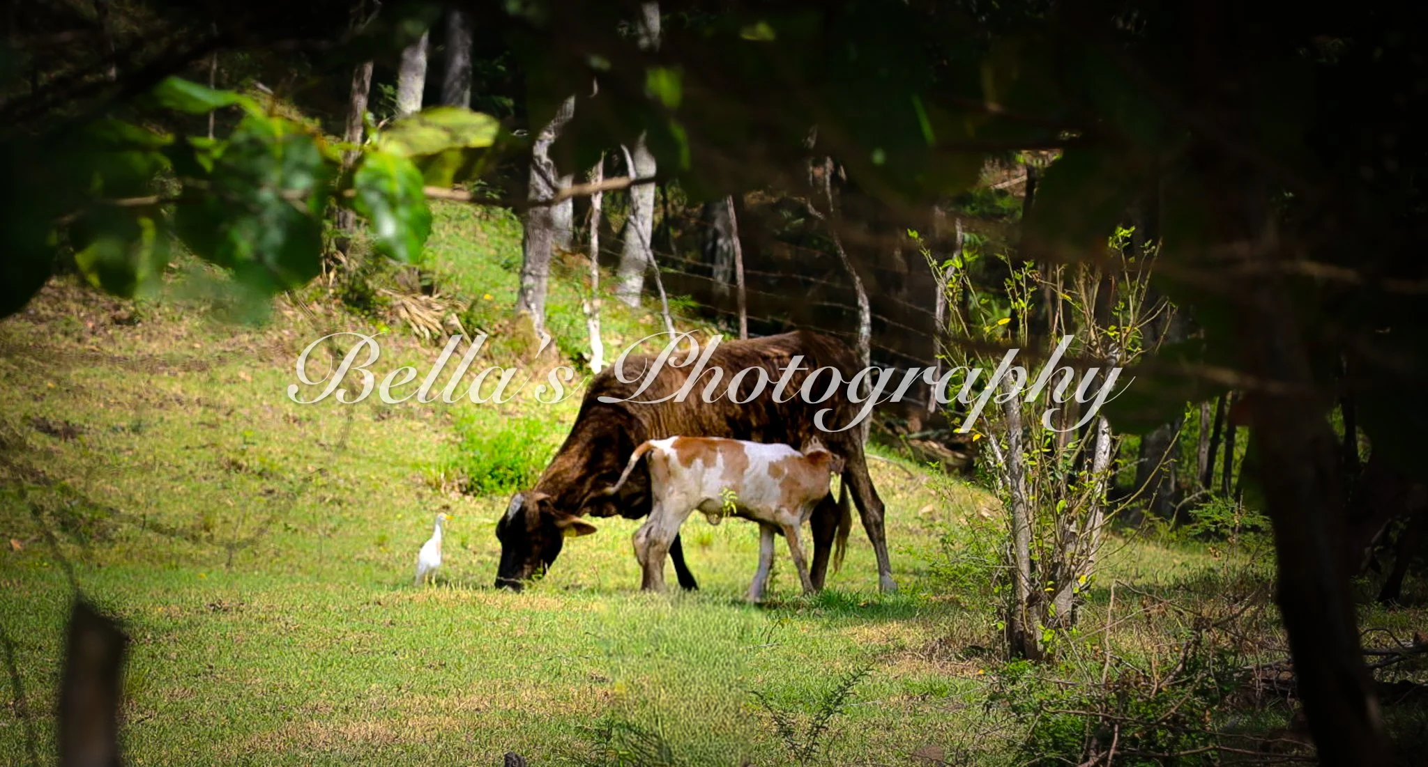 bella phtotography-101.jpg