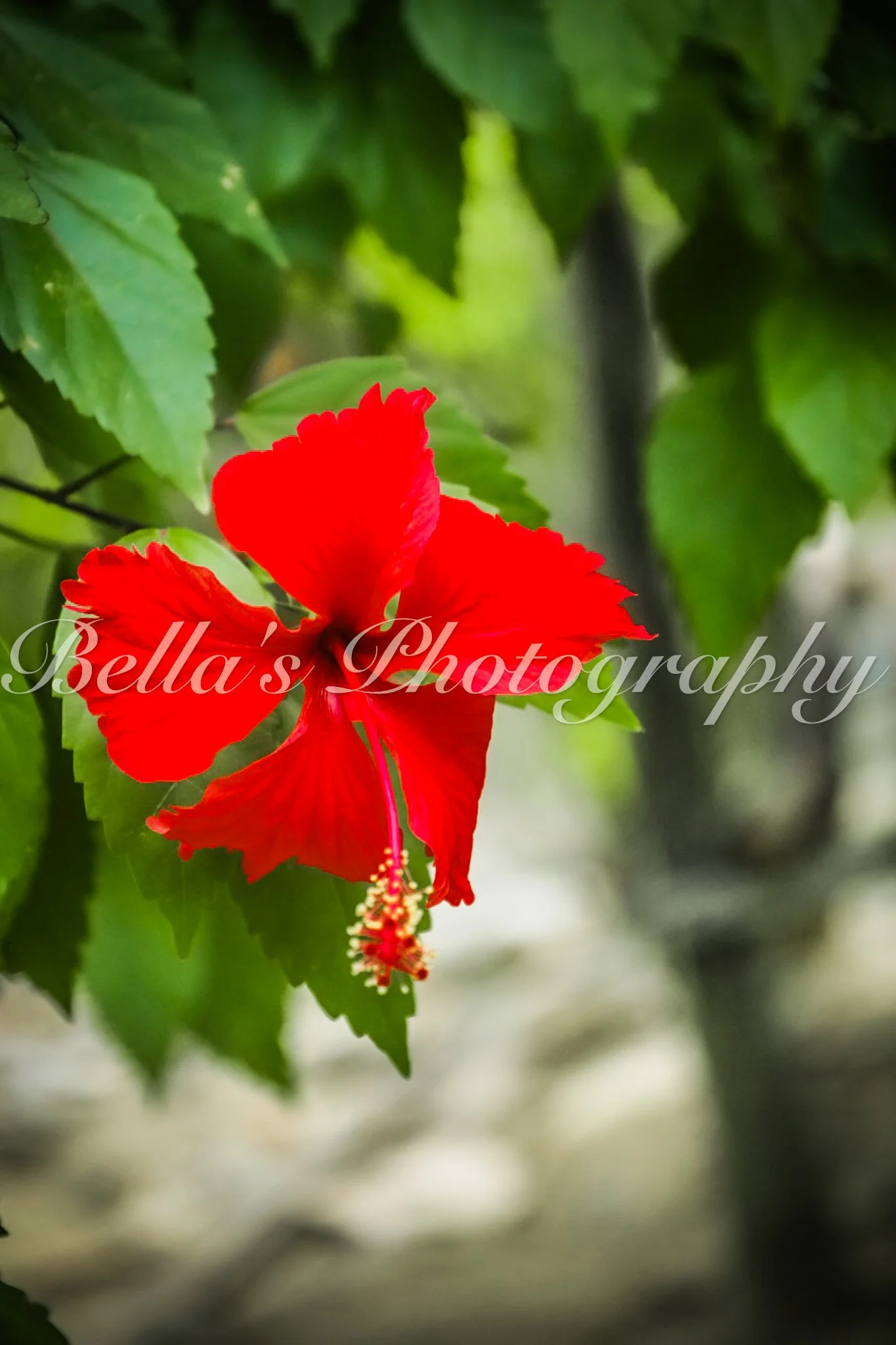 bella phtotography-87.jpg