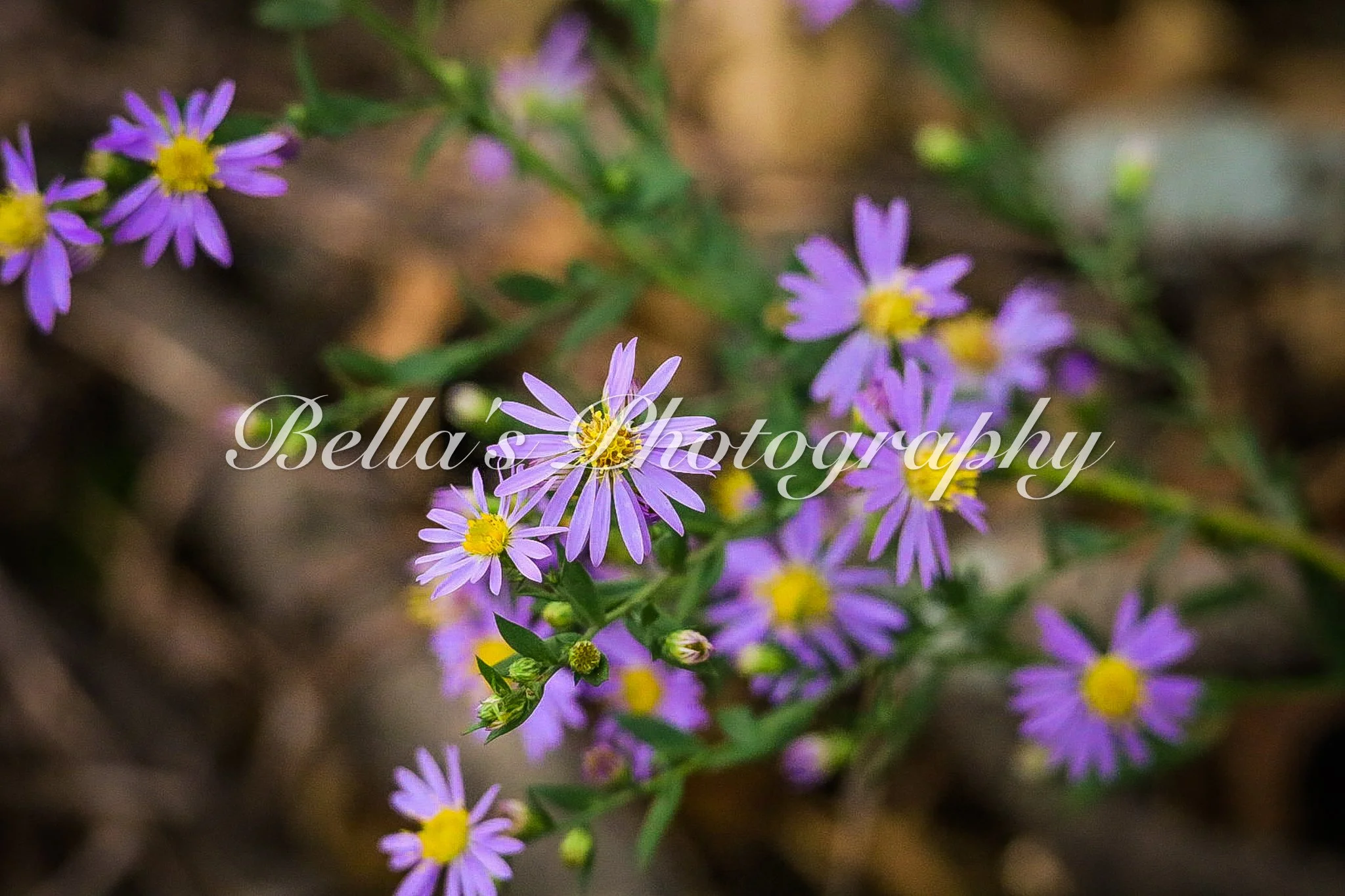 bella phtotography-107.jpg