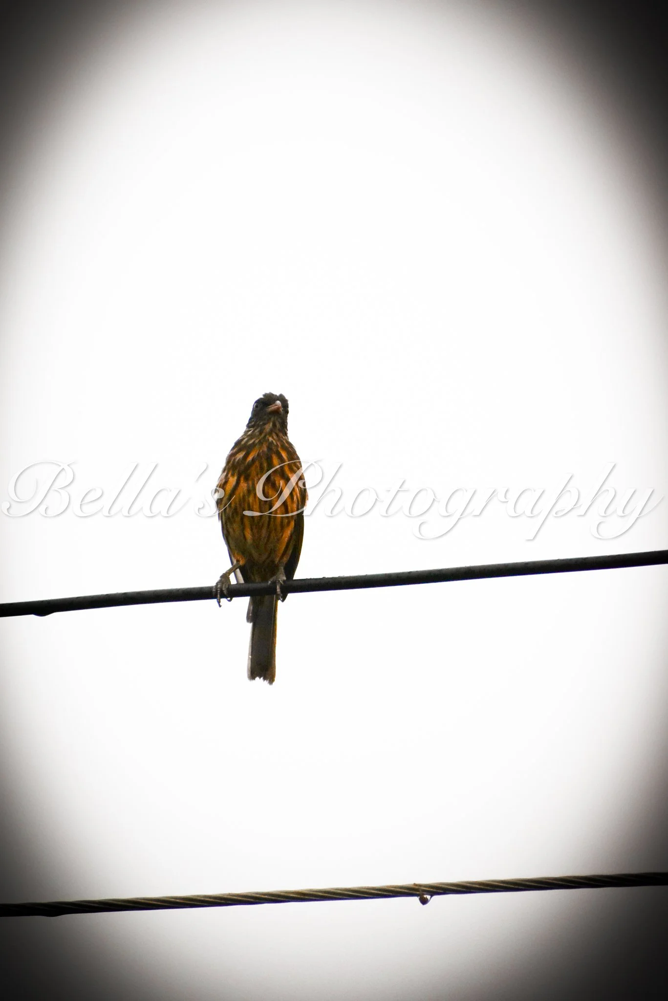 bella phtotography-117.jpg