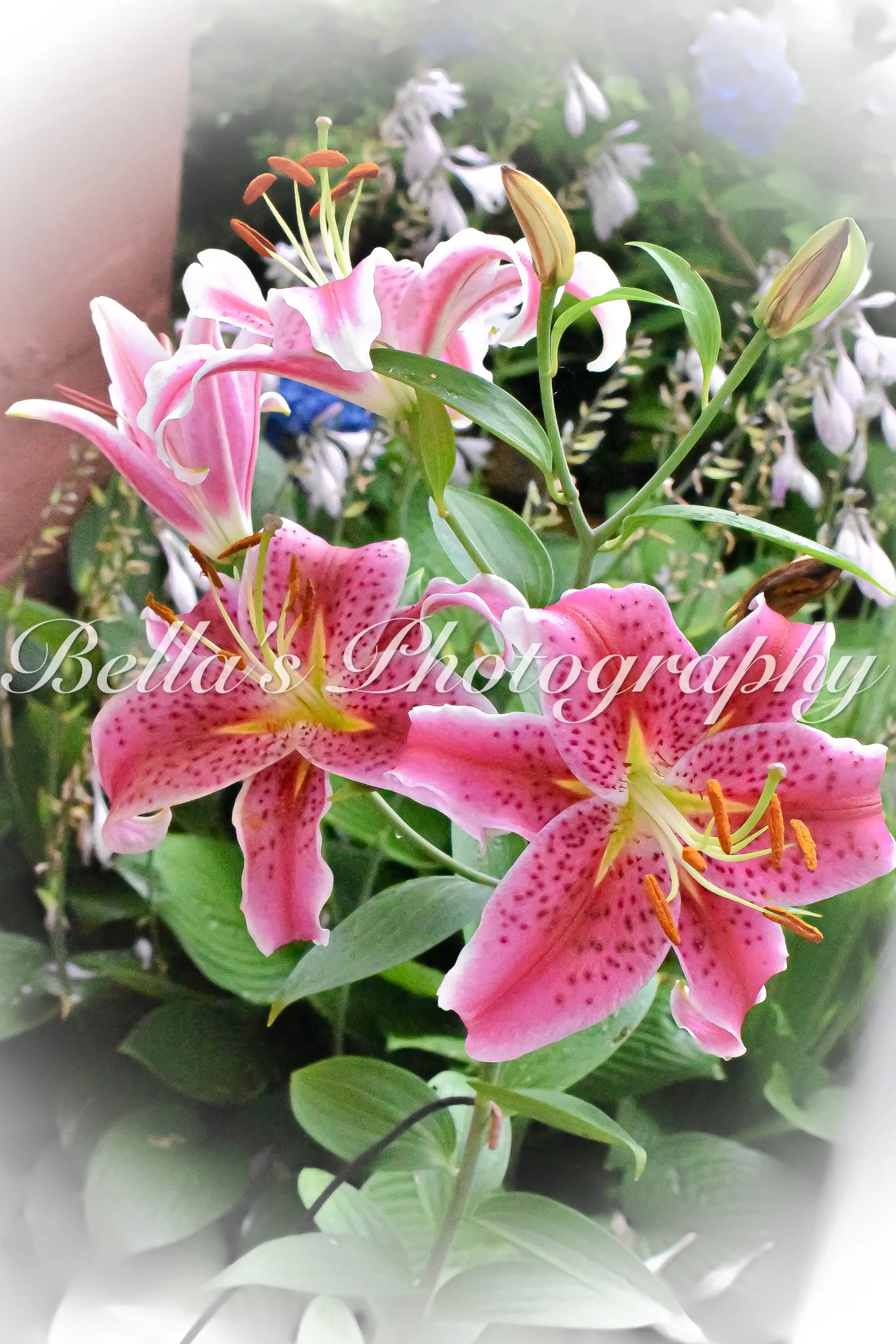 bella phtotography-127.jpg