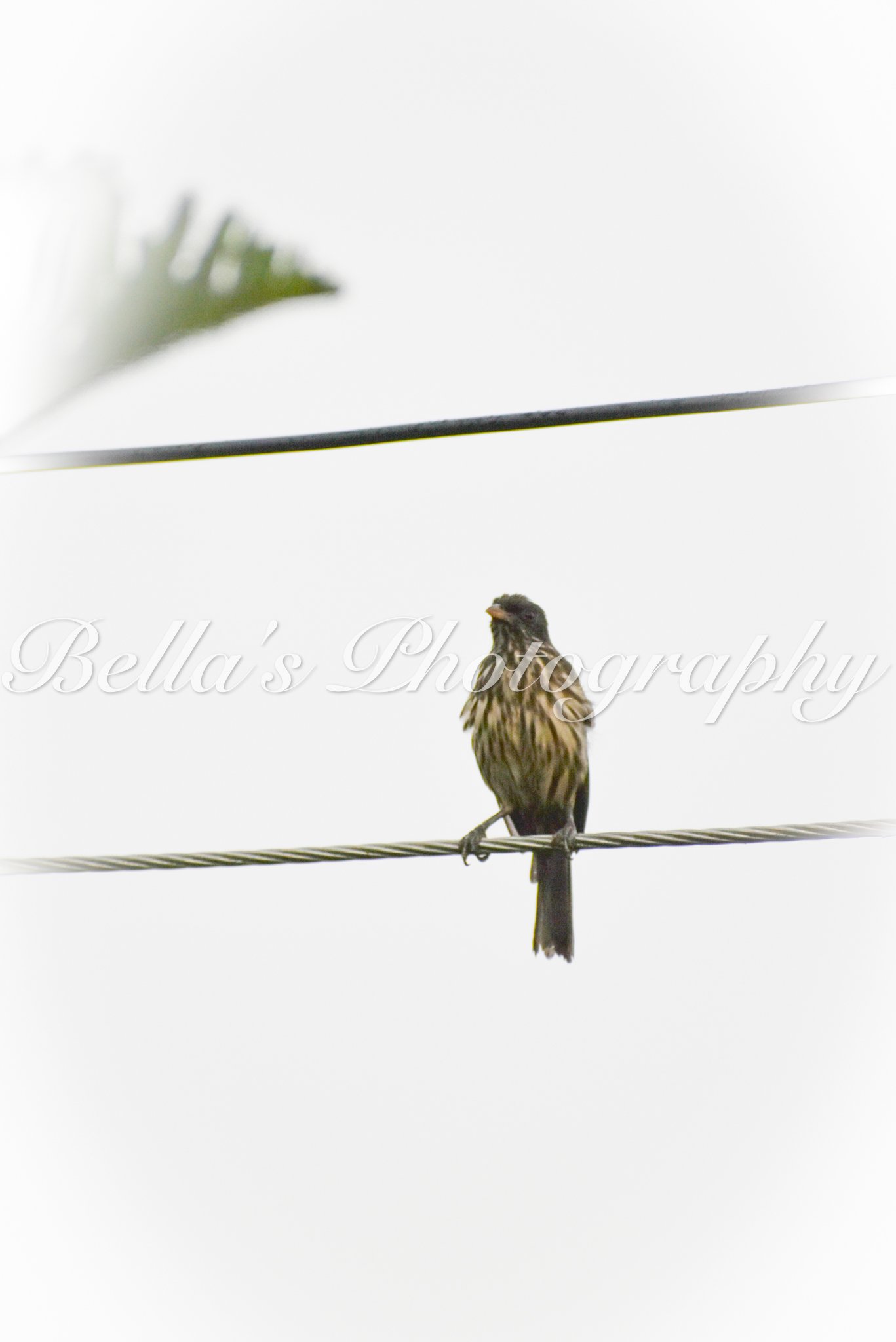 bella phtotography-118.jpg