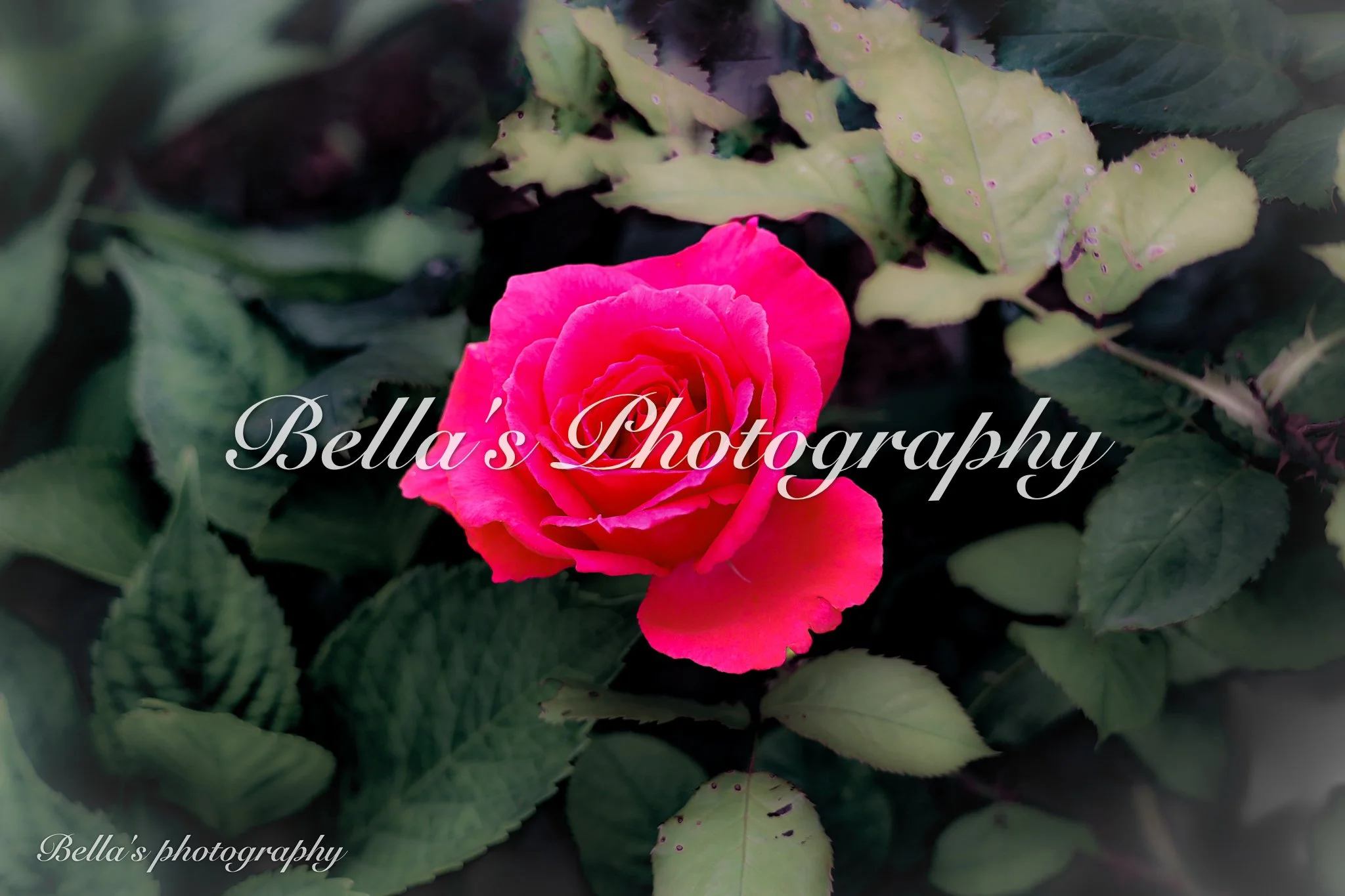 bella phtotography-68.jpg
