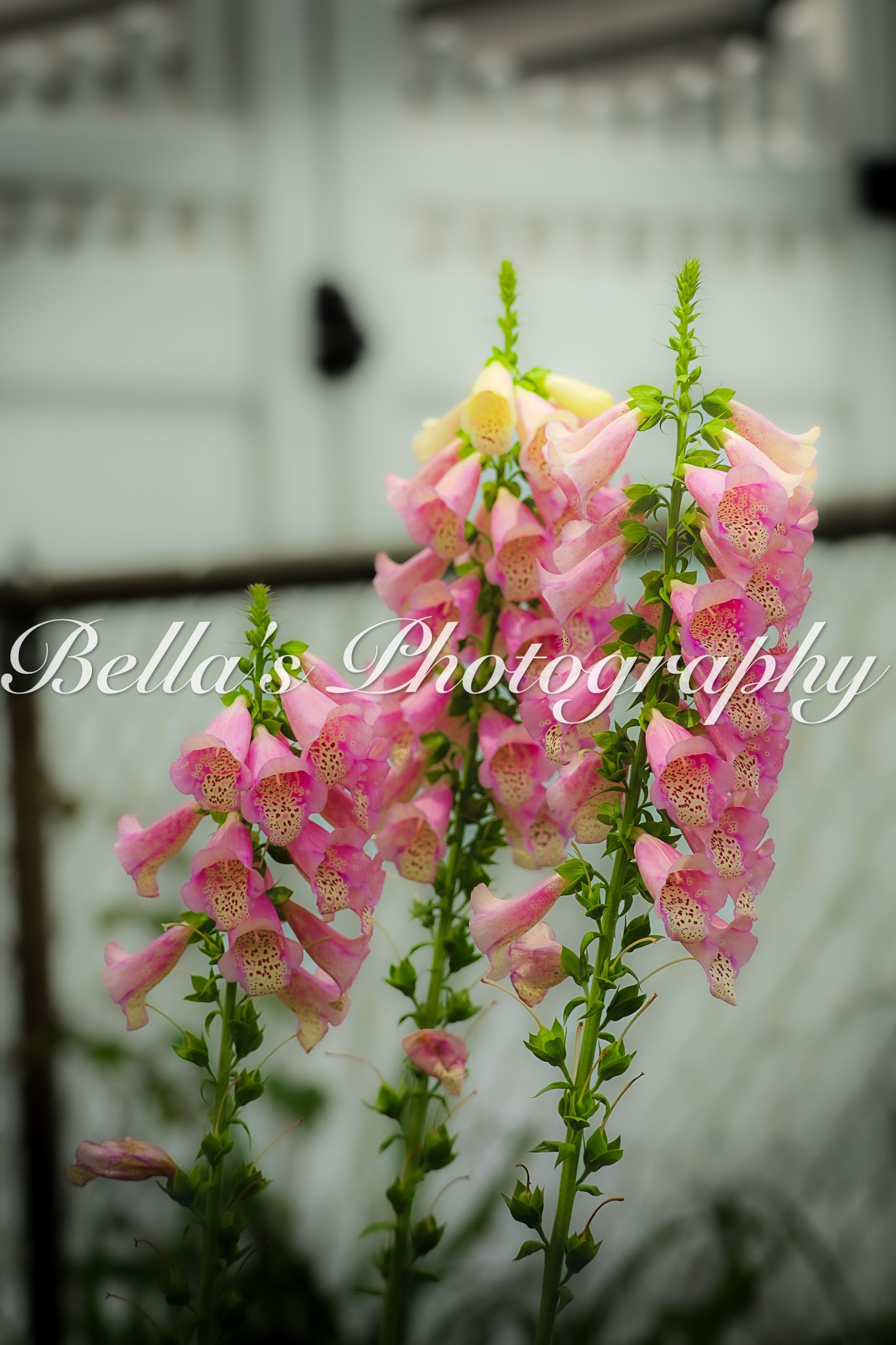bella phtotography-69.jpg