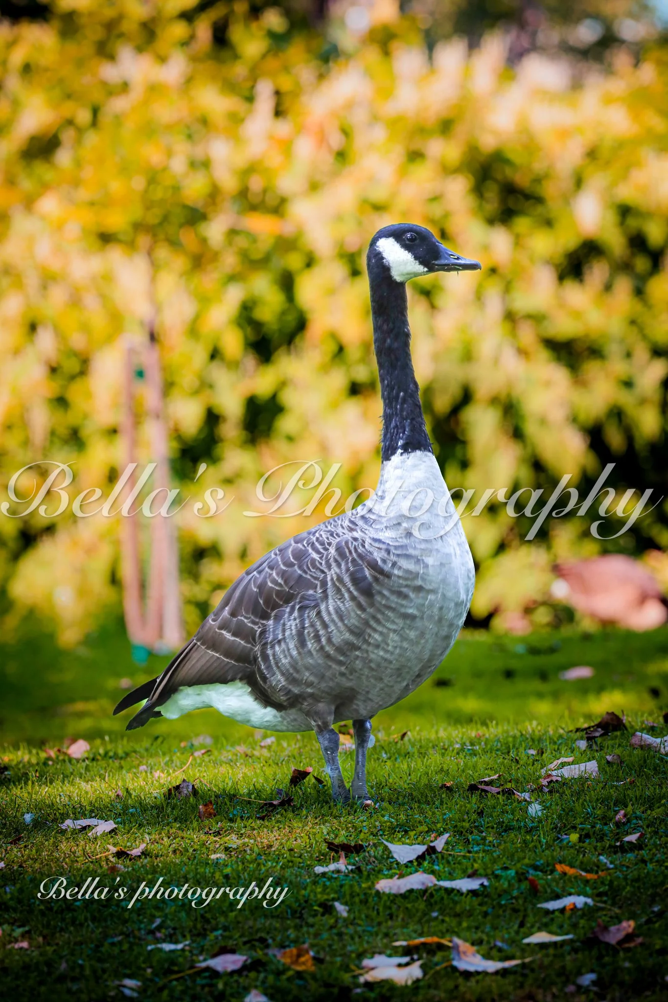 bella phtotography-109.jpg