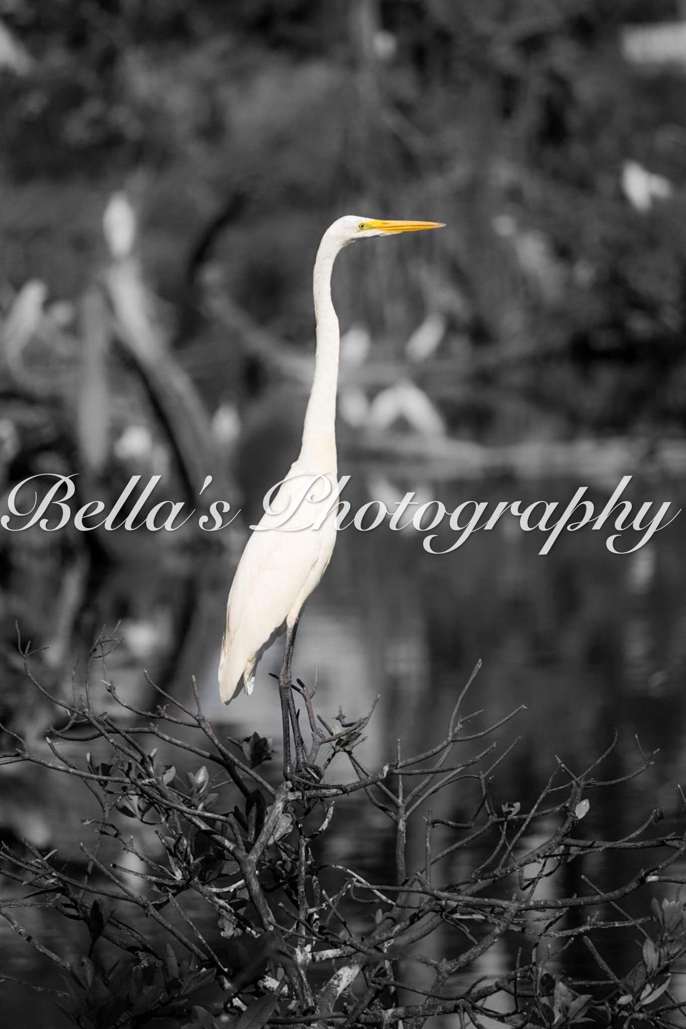 bella phtotography-71.jpg