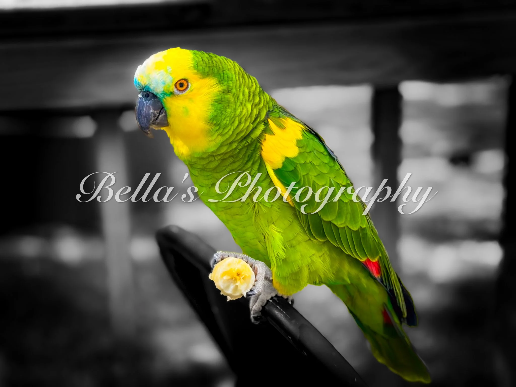 bella phtotography-103.jpg