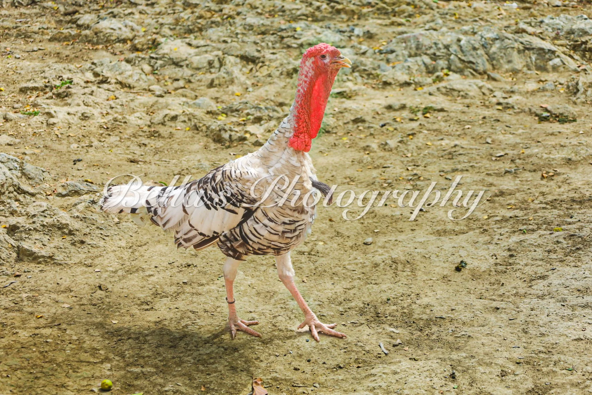 bella phtotography-89.jpg