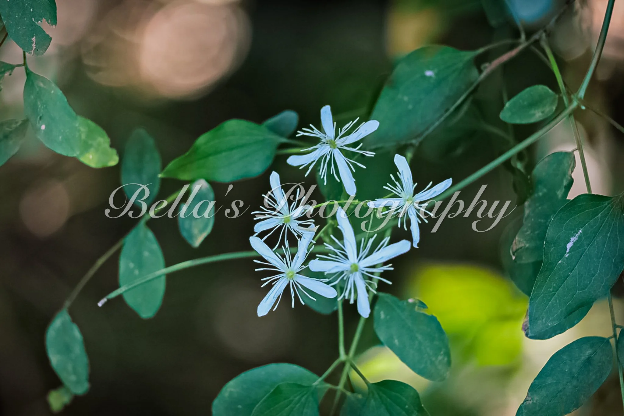 bella phtotography-110.jpg